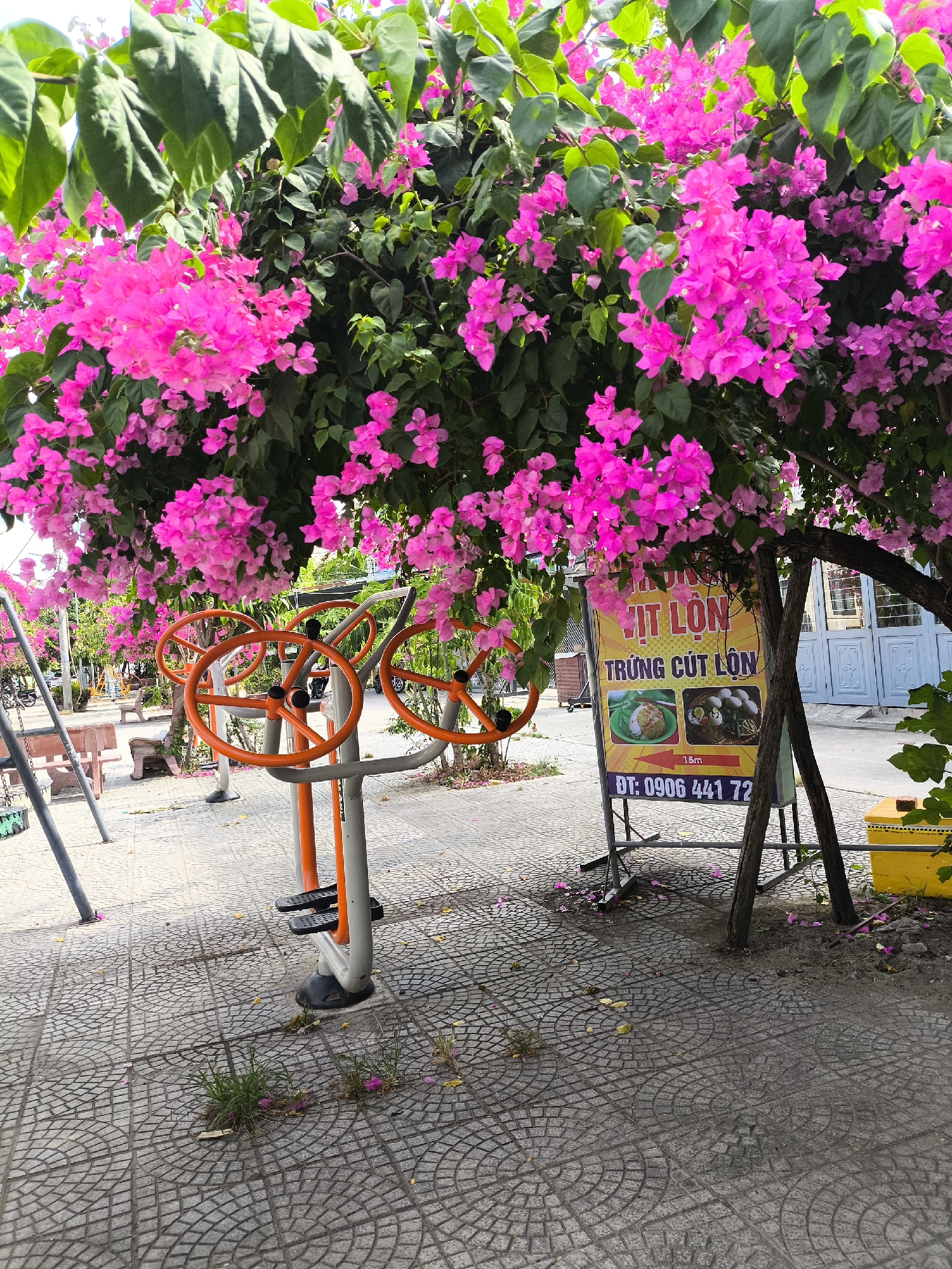 This image depicts an outdoor exercise area in Da Nang, Vietnam, situated on a sidewalk paved with decorative tiles. The area is bordered by a vibrant bougainvillea tree in full bloom, with cascades of bright pink flowers and lush green leaves. In the foreground, several pieces of outdoor gym equipment are visible, including two stationary exercise machines with orange circular handles and grey metal frames. To the left, a section of a swingset with metal poles and a wooden seat is partially visible. A park bench, also made of wood and metal, is situated further back in the scene. A sign with Vietnamese text and images of food, advertising a local eatery, is propped up by wooden poles. The sign reads "VIT LON TRUNG CUT LON" and displays a phone number. A yellow trash receptacle is located to the right of the sign. In the background, buildings with blue doors and windows and more trees can be seen, suggesting a commercial or residential area. The ground is littered with fallen bougainvillea petals and leaves, indicating the natural beauty of the surroundings. The overall scene conveys a sense of an urban public space that combines recreational facilities with the charm of natural elements.