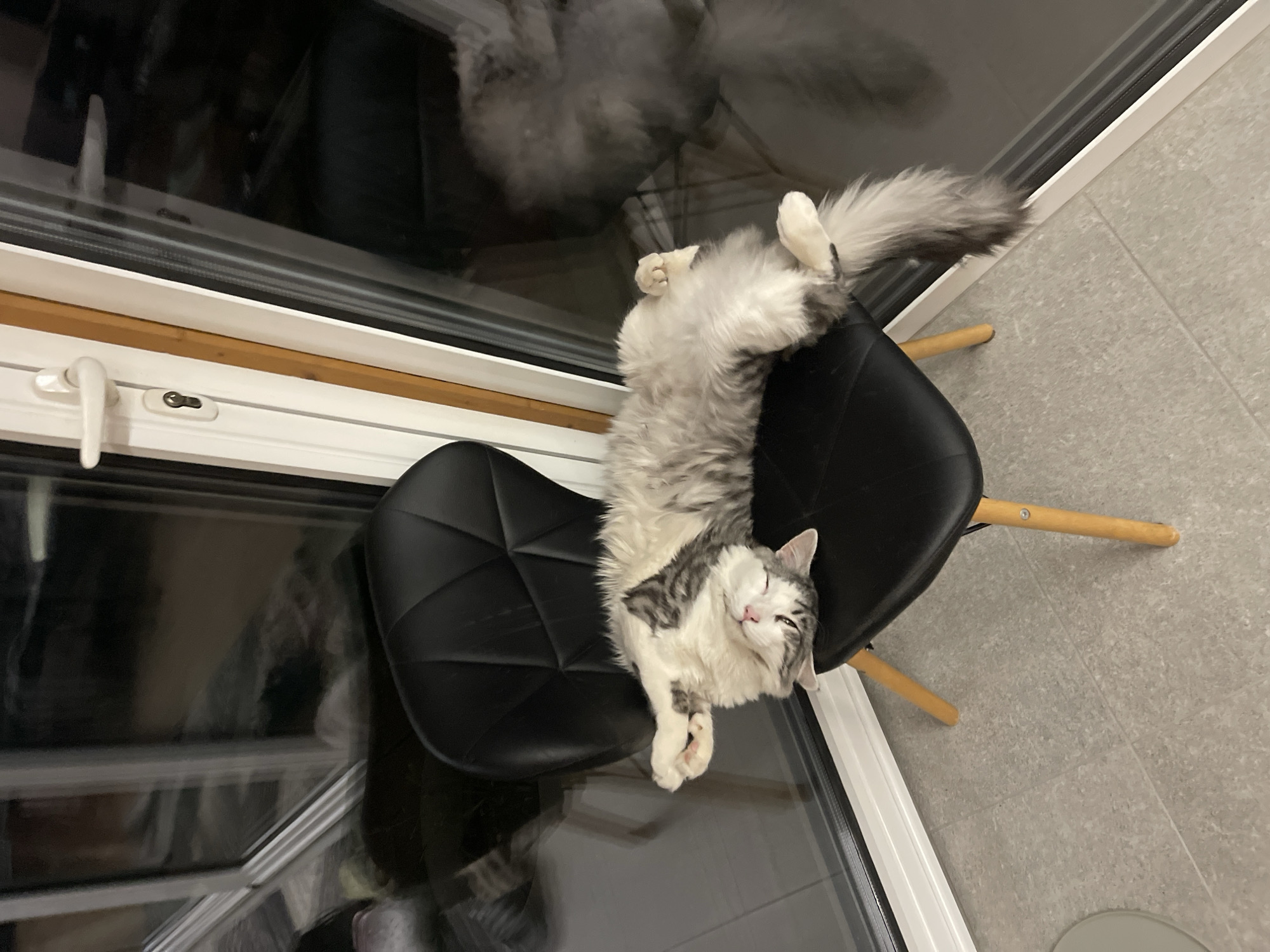 A cat is lying upside down on a black chair in a room. The cat has gray and white fur and a fluffy tail that extends upwards. The chair has wooden legs. Behind the chair, there is a window with multiple panes and a white frame. The room's floor is tiled in a light gray color. The photograph appears to be taken from an overhead perspective. The location is an indoor setting, potentially a residence, but without further information, the specific location in Sofia, Bulgaria cannot be determined.