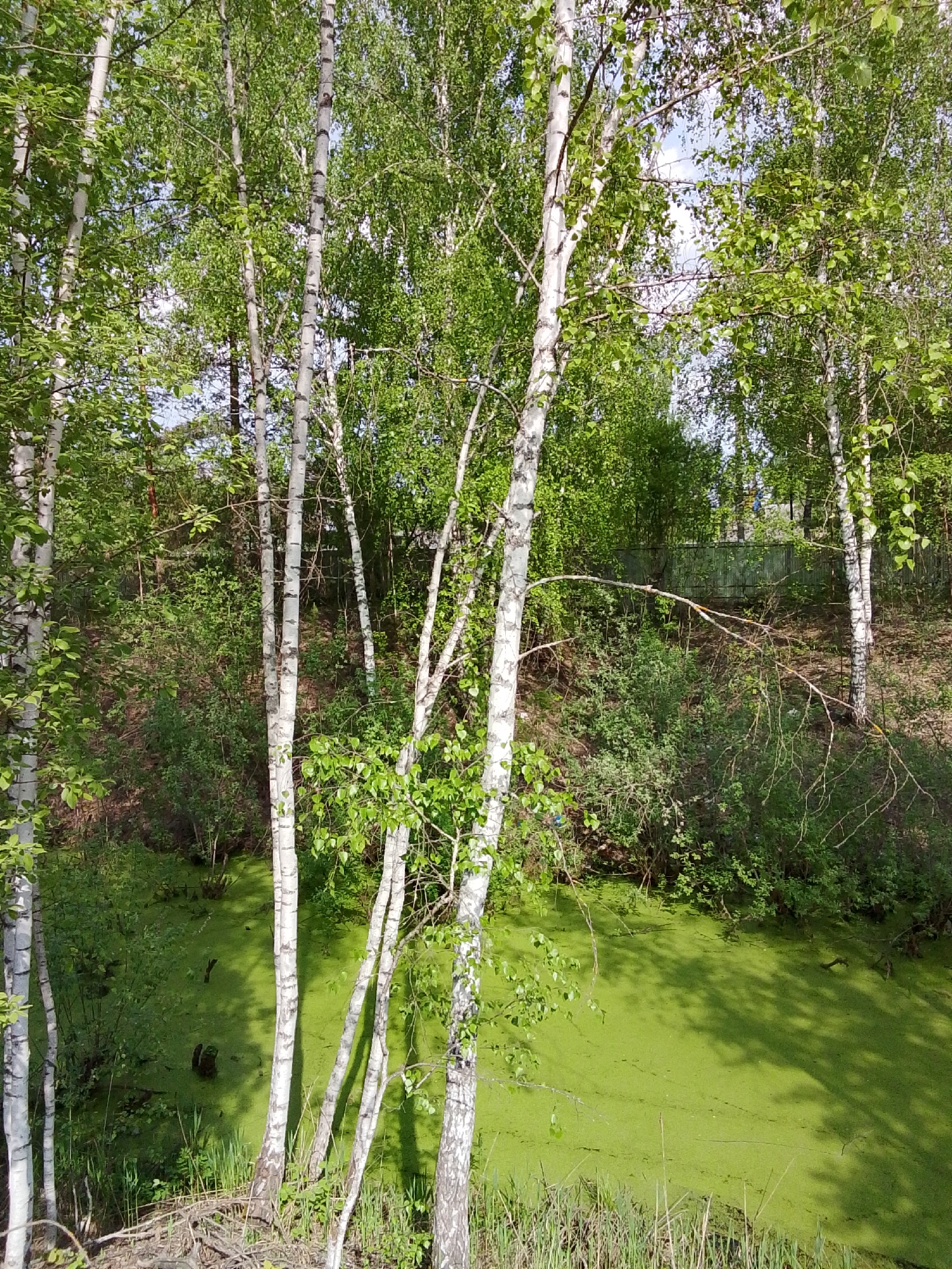 The image depicts a swampy, overgrown area in what appears to be a wooded or park-like setting. A pond or small lake covered in bright green algae or aquatic vegetation dominates the foreground. Several white-barked birch trees stand prominently, their trunks interspersed along the shoreline. The surrounding area consists of dense foliage, including trees and shrubs, creating a thick, green backdrop. A dark, possibly wooded hillside rises in the background. Based on the location given, Snopok Novyi, Russia, it is likely a natural area in or near the town. There are no people, actions, or interactions visible.
