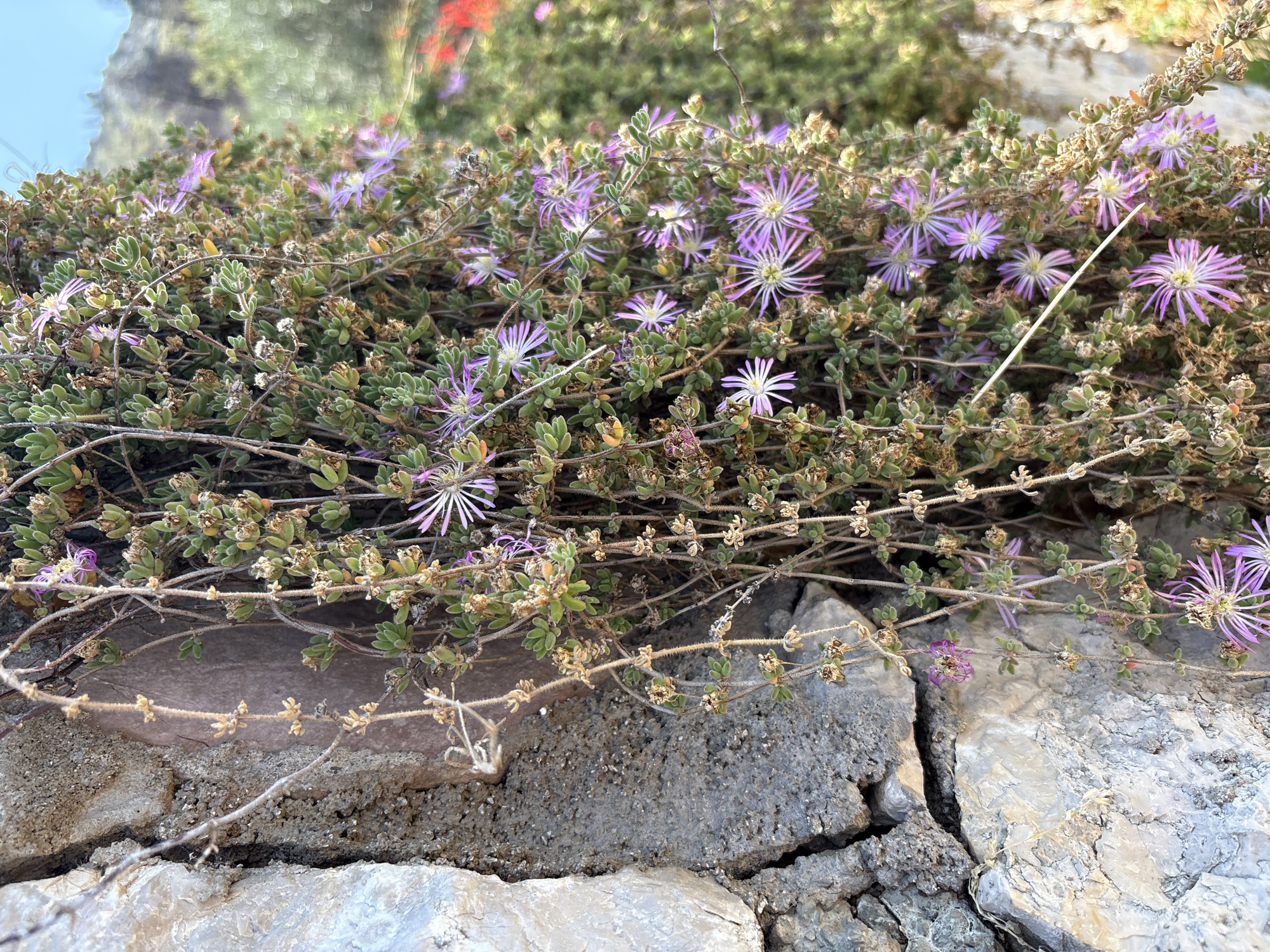 In Kanjoši, Montenegro, a close-up shot showcases a stone wall covered in trailing succulents with small purple flowers. The wall, constructed from rough-hewn stones, displays a cracked and weathered surface. The succulents, with their fleshy, green leaves, cascade down the wall, interspersed with dried seed pods and thin, wiry stems. The delicate purple flowers, resembling starbursts, are scattered throughout the foliage, some in full bloom and others beginning to wilt. The background is blurred, revealing hints of green foliage and a distant hillside under a bright sky, suggesting an outdoor, natural setting.