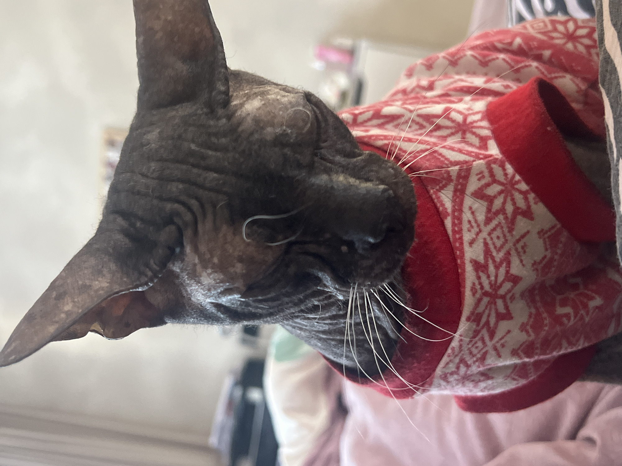A Sphynx cat wearing a red and white patterned sweater is seen in a close-up shot. The cat's head is the primary focus, with one ear prominently visible on the left side of the frame. The cat's wrinkled skin is a dark gray color, and its white whiskers stand out against its face. The sweater has a snowflake pattern and a red collar. The background is blurry and out of focus, but includes a pink object and other indistinct items. No specific location information related to Votkinsk, Russia is discernible from this image.
