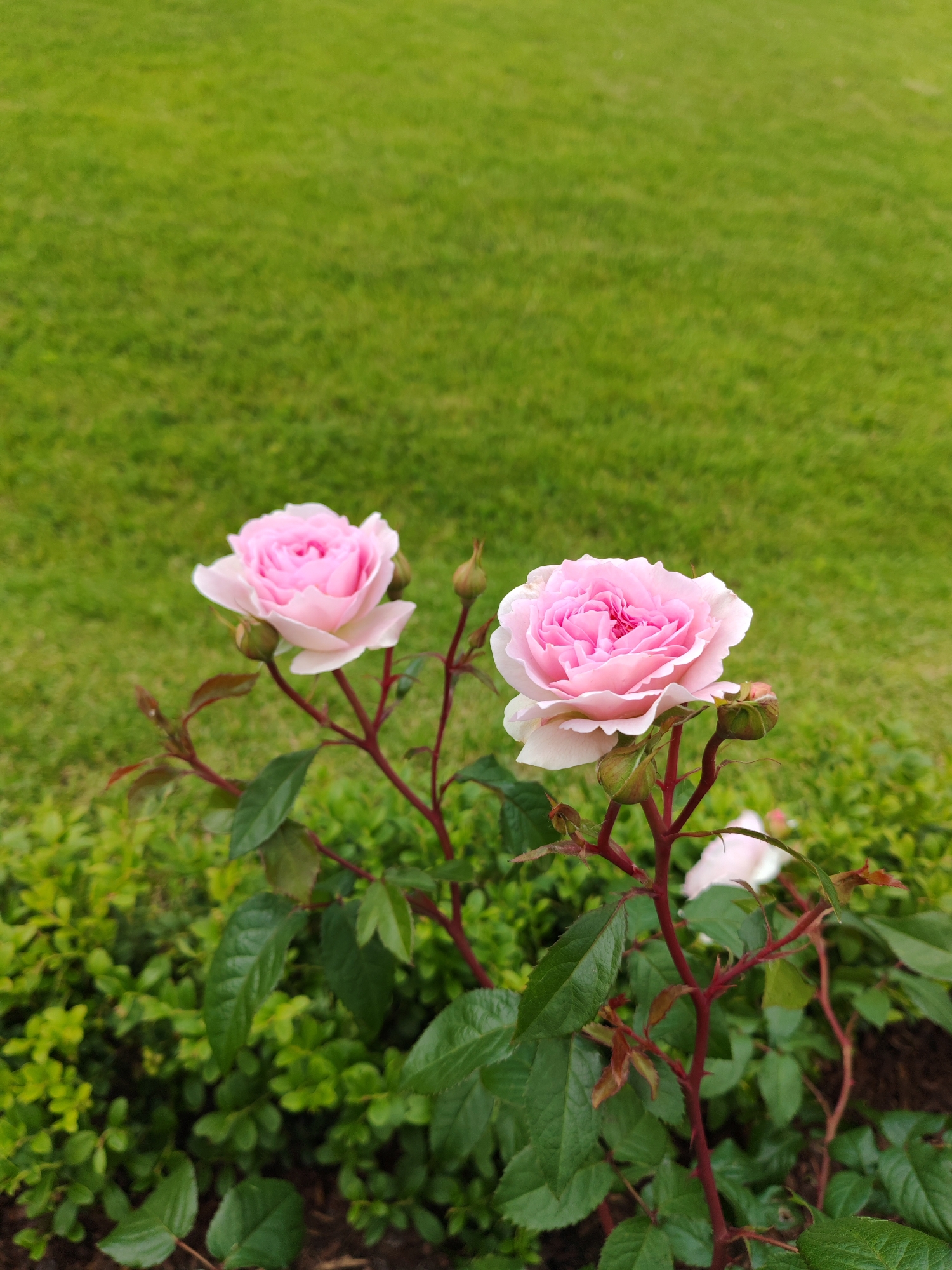 Two pink roses are in focus in the foreground of the image, with their petals unfurling in full bloom. They are attached to thorny, dark red stems, surrounded by lush green foliage. In the background, a vibrant, manicured green lawn stretches out, creating a soft, out-of-focus backdrop. The lighting suggests it is daytime, with soft, diffused light, possibly on an overcast day. The scene is one of natural beauty, likely in a garden or park setting.