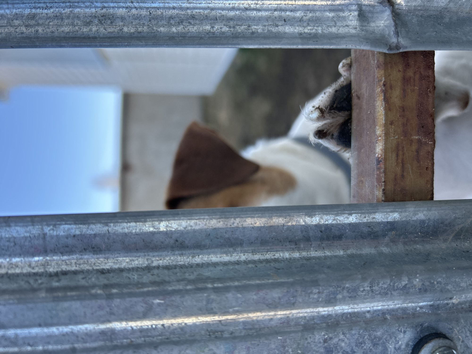 A close-up, low-angle shot depicts a dog with brown and white fur looking through a metal gate. The dog's paw is visible, reaching through the gate. The background shows a blurred view of the outside, including a patch of blue sky. The precise location in the city of Уральское, Russia, cannot be determined from the image.