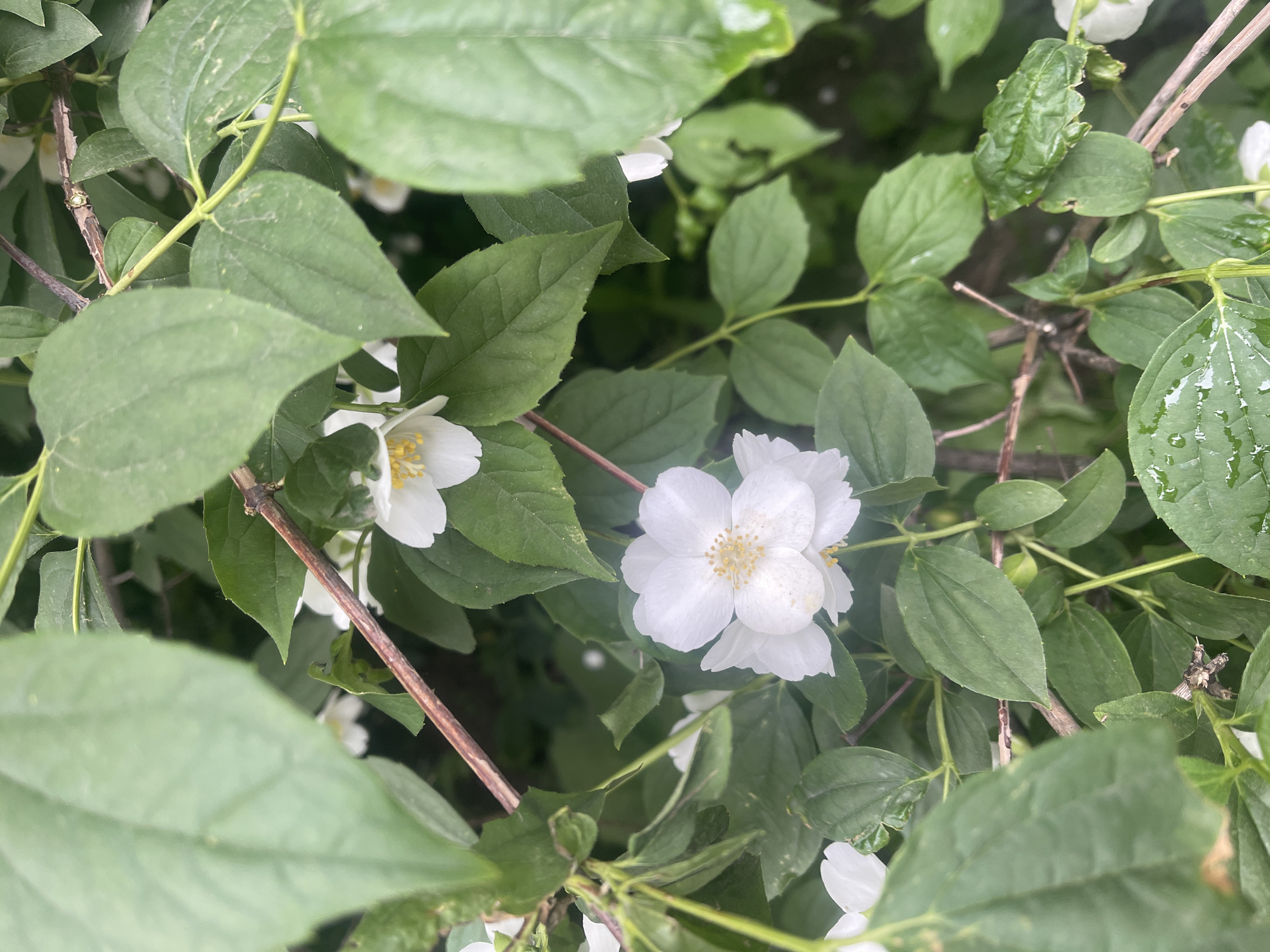 The image and its accompanying crops present a close-up, naturalistic view of a flowering shrub, likely a Mock Orange (Philadelphus) given the flower and leaf characteristics. The scene is dominated by vibrant green leaves and several white blossoms.
The flowers are a central feature, each displaying multiple pure white petals surrounding a cluster of bright yellow stamens in their center. They appear fresh and fully bloomed. The leaves are ovate with varying degrees of serration along their edges, creating a dense green backdrop. A notable detail is the presence of numerous small water droplets clinging to the surfaces of many leaves, indicating recent rain or heavy dew. Brownish, woody stems are visible weaving through the foliage, supporting the leaves and flowers.
The lighting suggests natural daylight. There is no discernible activity taking place, as the image captures a static botanical scene. No text is visible in any of the frames. The overall impression is one of natural beauty and freshness, likely captured in a garden or natural outdoor setting in Poltava, Ukraine, as provided by the location context.