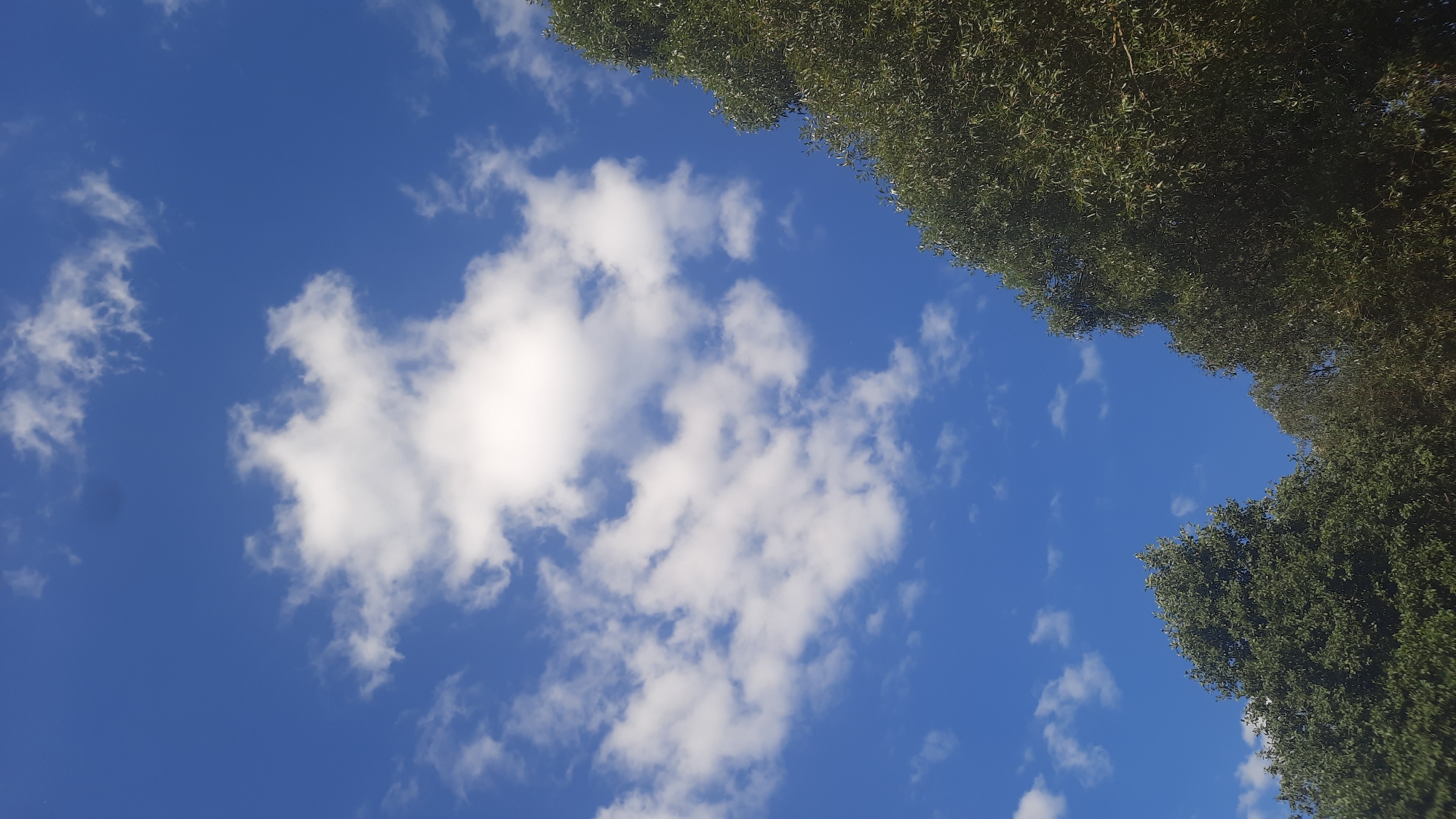 This is a low-angle shot of a bright blue sky with scattered white clouds. In the lower portion of the frame, the tops of several dense green trees are visible, with foliage occupying the right and lower left sides of the image. The trees are lush and appear healthy. The lighting suggests it is daytime, with sunlight illuminating the clouds and trees. The scene is natural and peaceful, typical of an outdoor environment. The city of Шклоў, Belarus, is a historic city located in the Mogilev Region, situated on the Dnieper River.