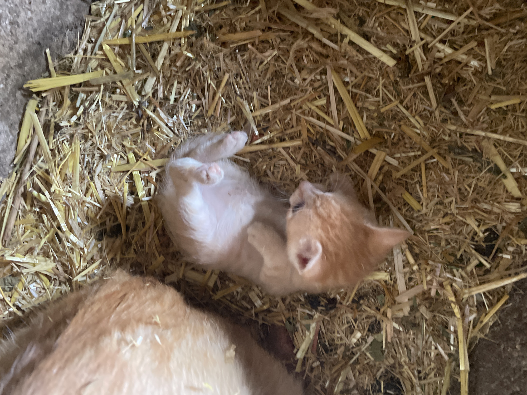 A kitten is lying on its back in a bed of straw. Another cat is partially visible in the lower left corner. The location appears to be an enclosure, possibly indoors. The photo does not provide enough information to verify a specific location in Zlatograd, Bulgaria.