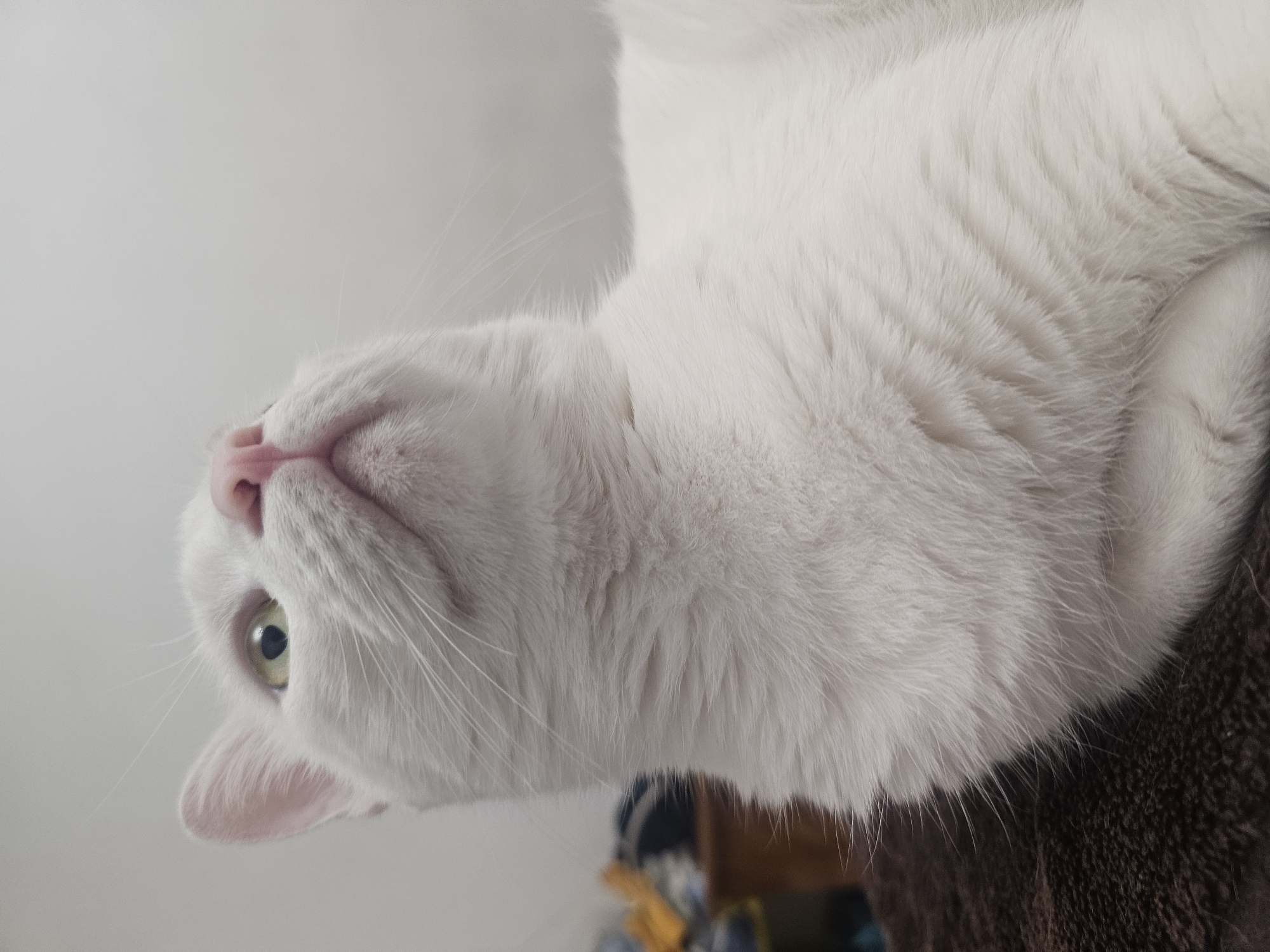 A white cat is shown in a close-up, low-angle shot. The cat is looking upwards and to the right. Its fur is white, and its nose is pink. Its left eye is visible and appears to be a light green color with a black pupil that is slightly dilated. The background is plain and light-colored, with a blurry dark object in the lower left corner. The cat is resting on a dark brown textured surface.
