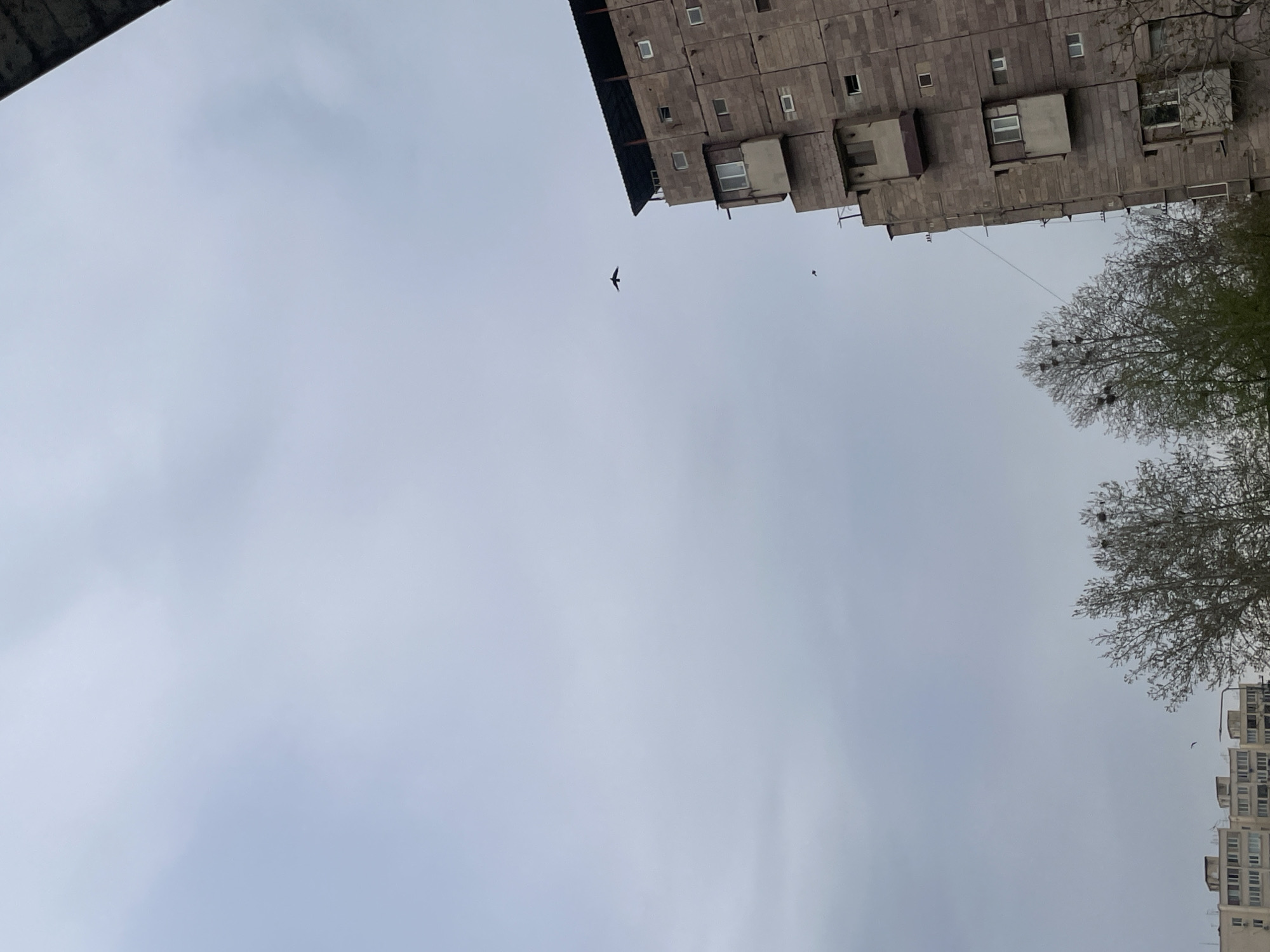 A low-angle shot shows a gray overcast sky over Yerevan, Armenia. In the foreground, the upper sections of several Soviet-era apartment buildings border the top and sides of the frame. Bare tree branches extend into the sky in the upper right. A few birds are visible, one prominently in mid-flight. The sky is uniform and featureless.