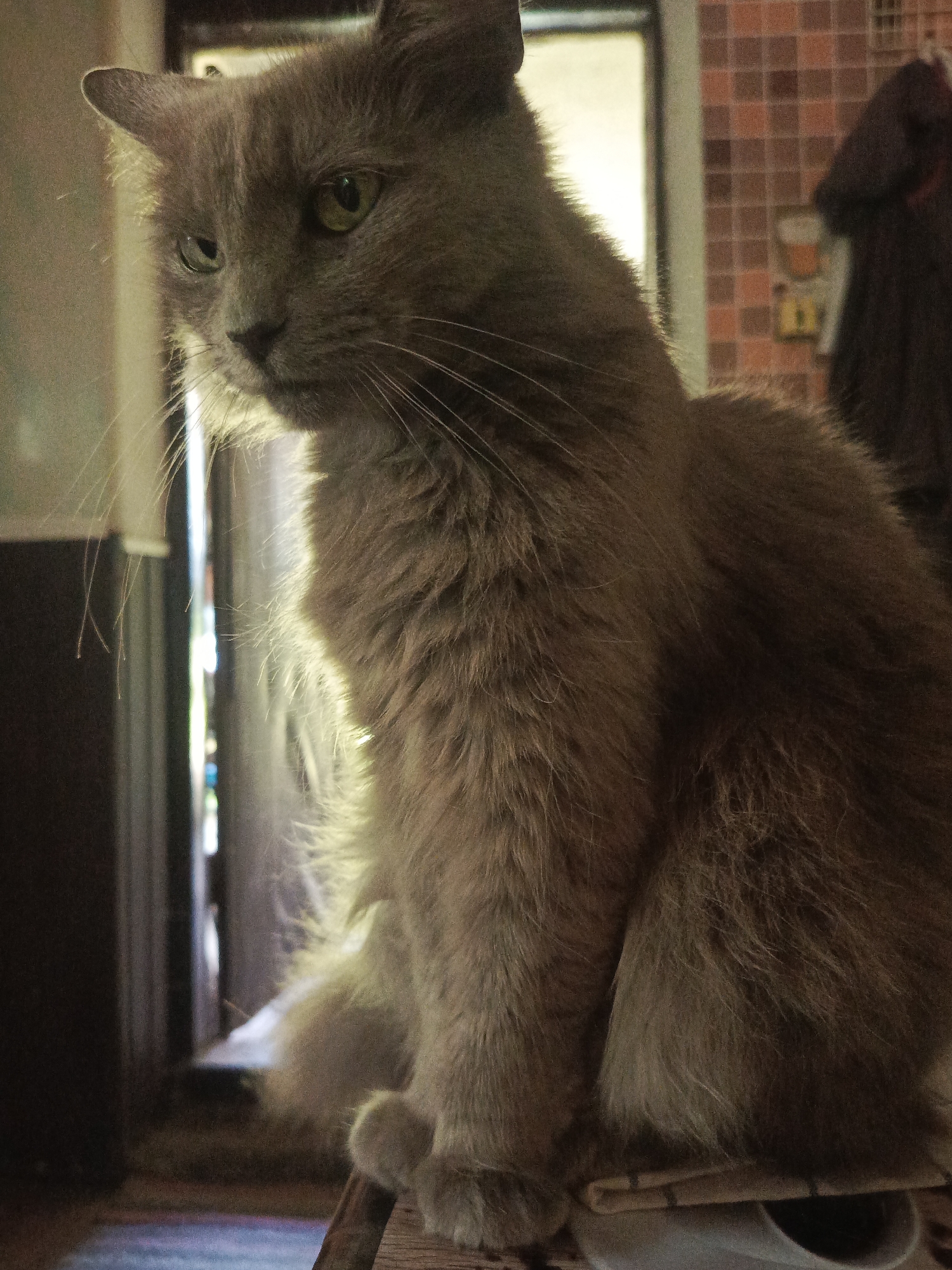 An eye-level, medium shot captures a fluffy, gray cat sitting on a surface, turned to its left and looking downward. The cat's fur is long and soft, with a visible sheen from the light. Its eyes are a striking green. The background is dimly lit and appears to be indoors, with a blurred checkered pattern on the right wall and what looks like a doorway or open window to the left, admitting a bright light. The overall impression is one of calm observation by the feline subject.