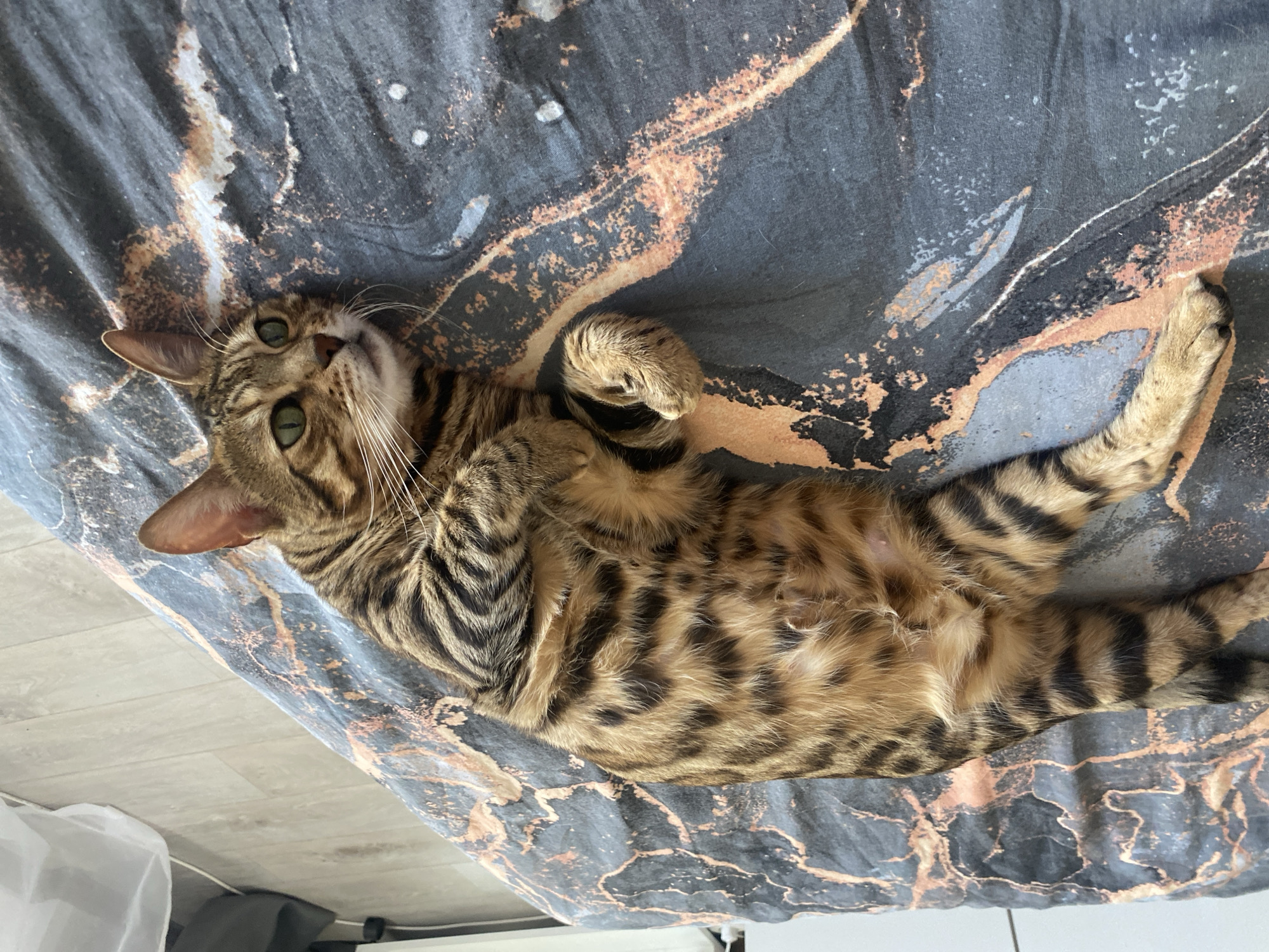 A Bengal cat lies on its back on a patterned bedspread of gray and copper tones. The cat's head is tilted upward, and its eyes are open. The cat's belly is exposed, and its paws are curled. The background includes a section of light-colored flooring. The location and city of Chaikovsky, Russia are not discernable from the image.