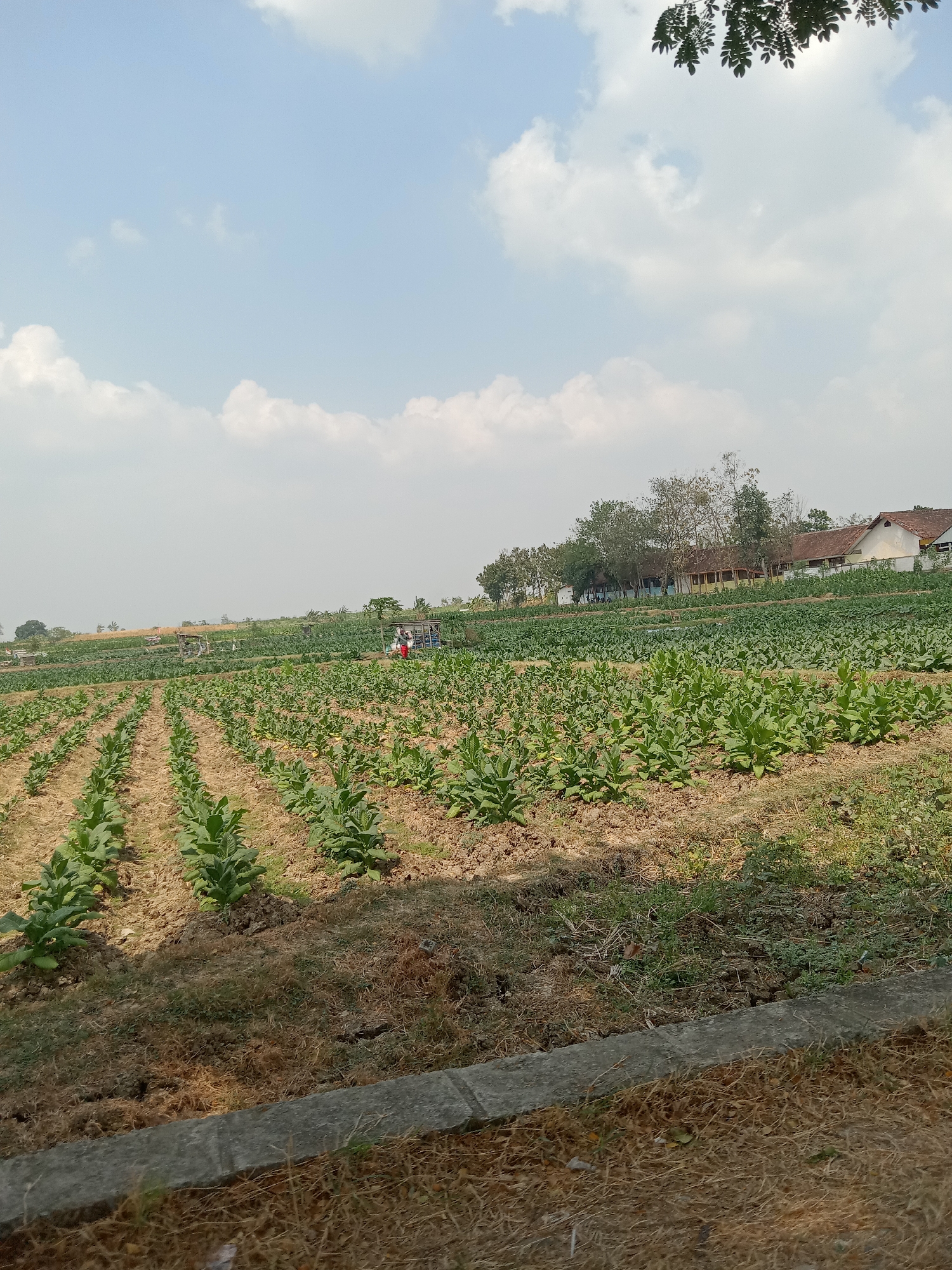 This is a daylight, eye-level, outdoor photograph of a tobacco field in Glagahan, Indonesia. Rows of young tobacco plants are visible in the foreground, with the field extending into the distance. Several small wooden structures, possibly for drying or storing tobacco, are scattered throughout the field. In the background, a line of trees partially obscures buildings, which appear to be homes or a school. Two individuals, one wearing a red garment, are visible walking in the field. The sky is partly cloudy with a hazy atmosphere. The ground is dry and brown, with some green grass growing along the edges of the field and a concrete border in the lower right corner.