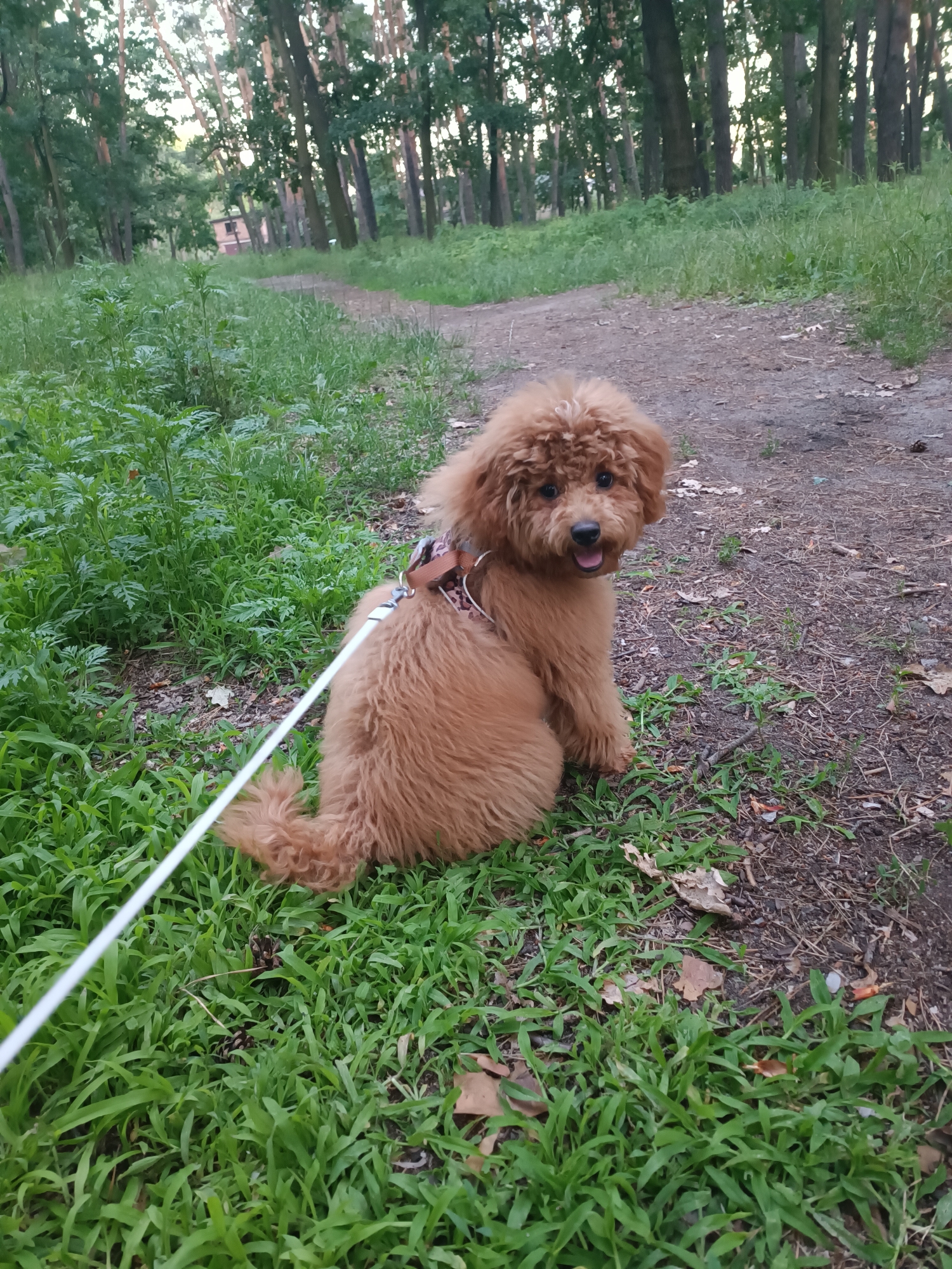 A fluffy, medium-brown poodle sits on a grassy path in a forest. The poodle is wearing a harness and a white leash is attached to it. The dog's mouth is open, and its tongue is visible. The background of the image is a dirt path that leads into a forest with tall trees. The sun is setting, casting a warm glow on the scene. The ground is covered in leaves and pine needles. The poodle is facing the camera, with its head tilted slightly to the side. Its eyes are dark and round, and its ears are floppy. The poodle's fur is curly and appears to be soft to the touch. The leash is taut, suggesting the dog is about to move or has just stopped. The overall mood of the image is peaceful and serene.