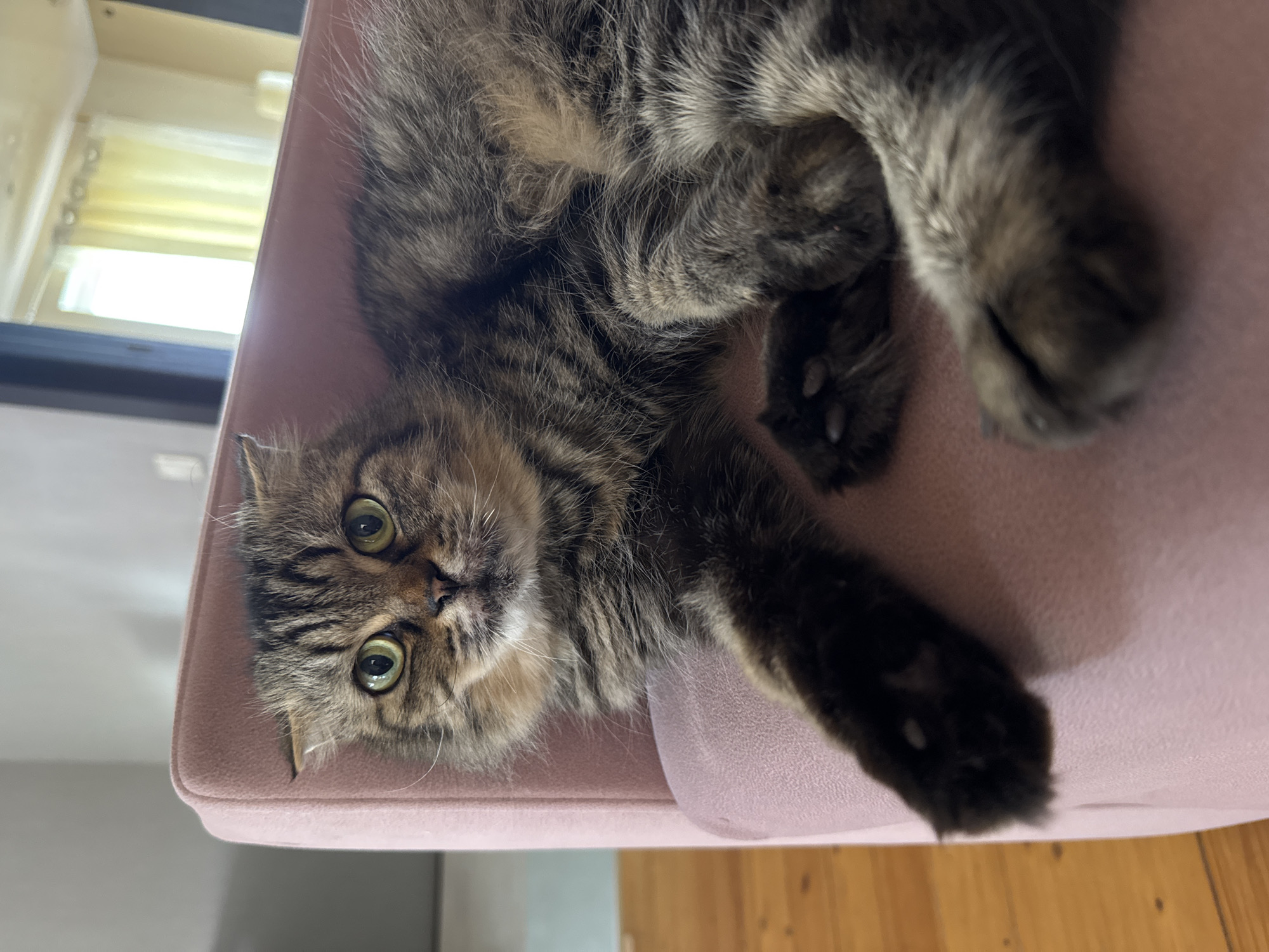 A tabby cat with greenish eyes is lying on a pink chair. The cat is positioned on its side, facing the camera. Part of a window with curtains and some wood flooring are visible in the background. It is impossible to determine the precise location within the Ждановіцкі сельскі Савет, Belarus.