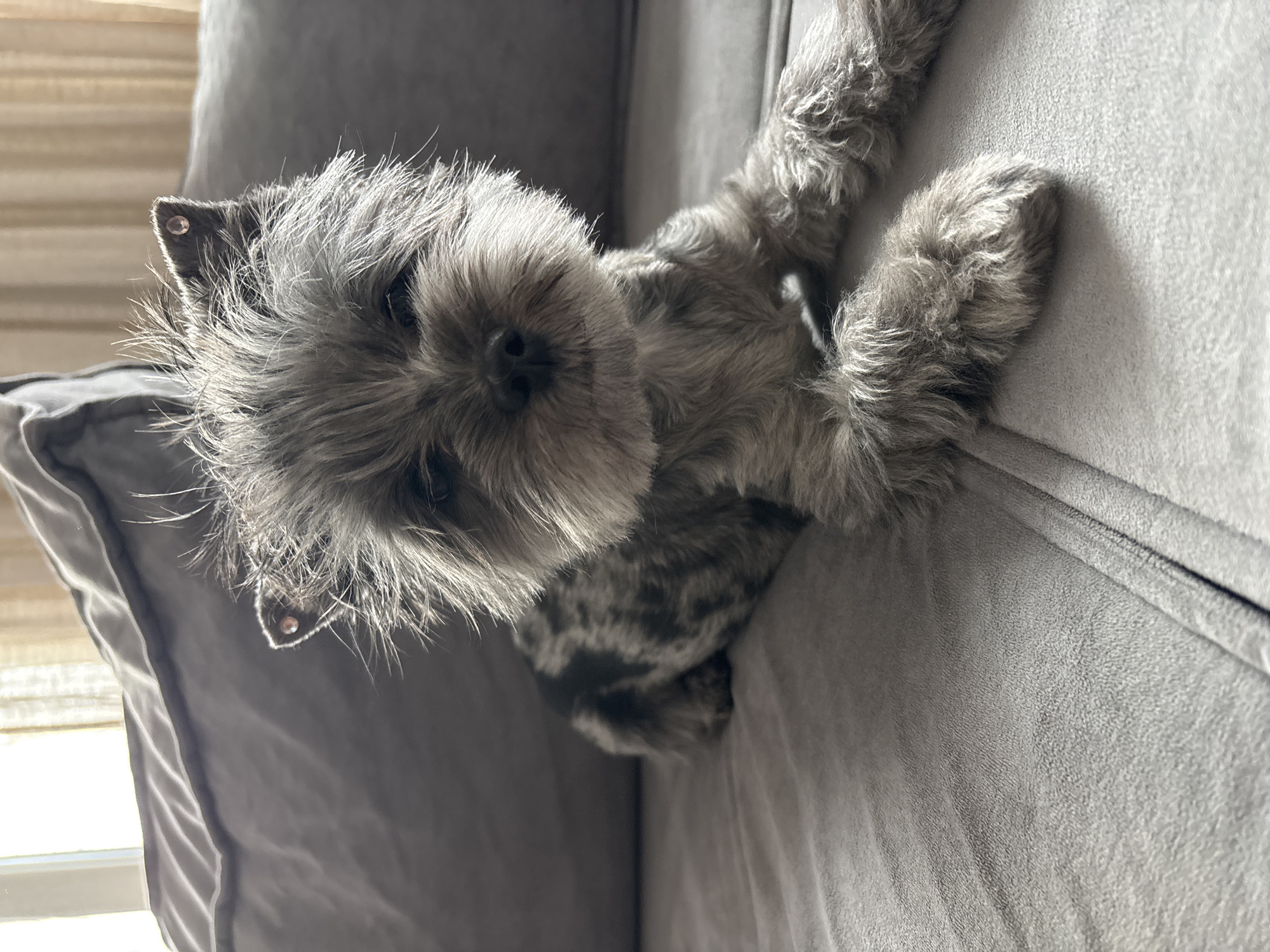 A gray, scruffy dog lies on a gray sofa. The dog is facing the camera and has beady eyes and a black nose. The dog's paws are resting on the sofa's armrest. The dog has two studs on their ears. The scene is indoors, with indirect sunlight. There are no visible indications of the location being Chaikovsky, Russia.