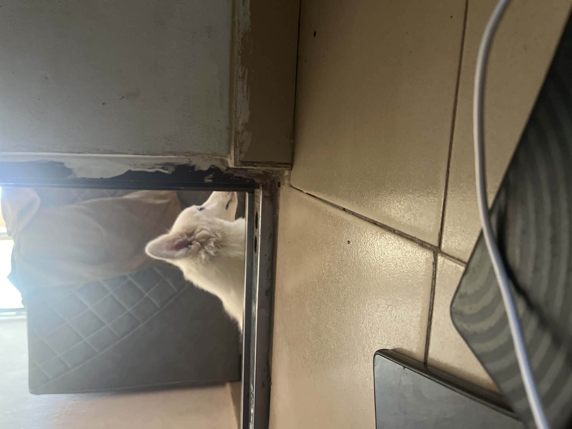 The image, taken in Ikot Ekpene, Nigeria, presents an interior scene with a curious white dog. The perspective is from a low angle, looking upwards, with the original image rotated counter-clockwise.
A fluffy white dog, likely a puppy, is the central subject, positioned on the left side of a dark-framed opening. Its head is tilted upwards and to the right, mouth slightly open, revealing a pink tongue, as if it's attentively observing something beyond the frame. A bright, hazy light source, presumably a window, illuminates the dog and the area behind it from the far left. Behind the dog, a dark gray object with a distinct diamond quilted pattern is visible, possibly a cushion or part of a piece of furniture.
The right side of the dark opening, closer to the viewer, features a light brown or beige tiled surface, indicative of a floor or wall, with dark grout lines. In the bottom right corner, a dark rectangular electronic device, possibly a smartphone, rests on the tiled surface. A white cable arches across the middle-right of the frame, extending from or near this device. A second dark object with a ribbed texture is partially visible on the far right. Above the tiled area, a plain, light-colored wall or ceiling is visible, showing some minor wear or discoloration.
The bright light suggests it is daytime. The dog's posture conveys curiosity and alertness. The setting appears to be an indoor area, possibly a home, characterized by common building materials found in the region. No people or visible text are present in the image.