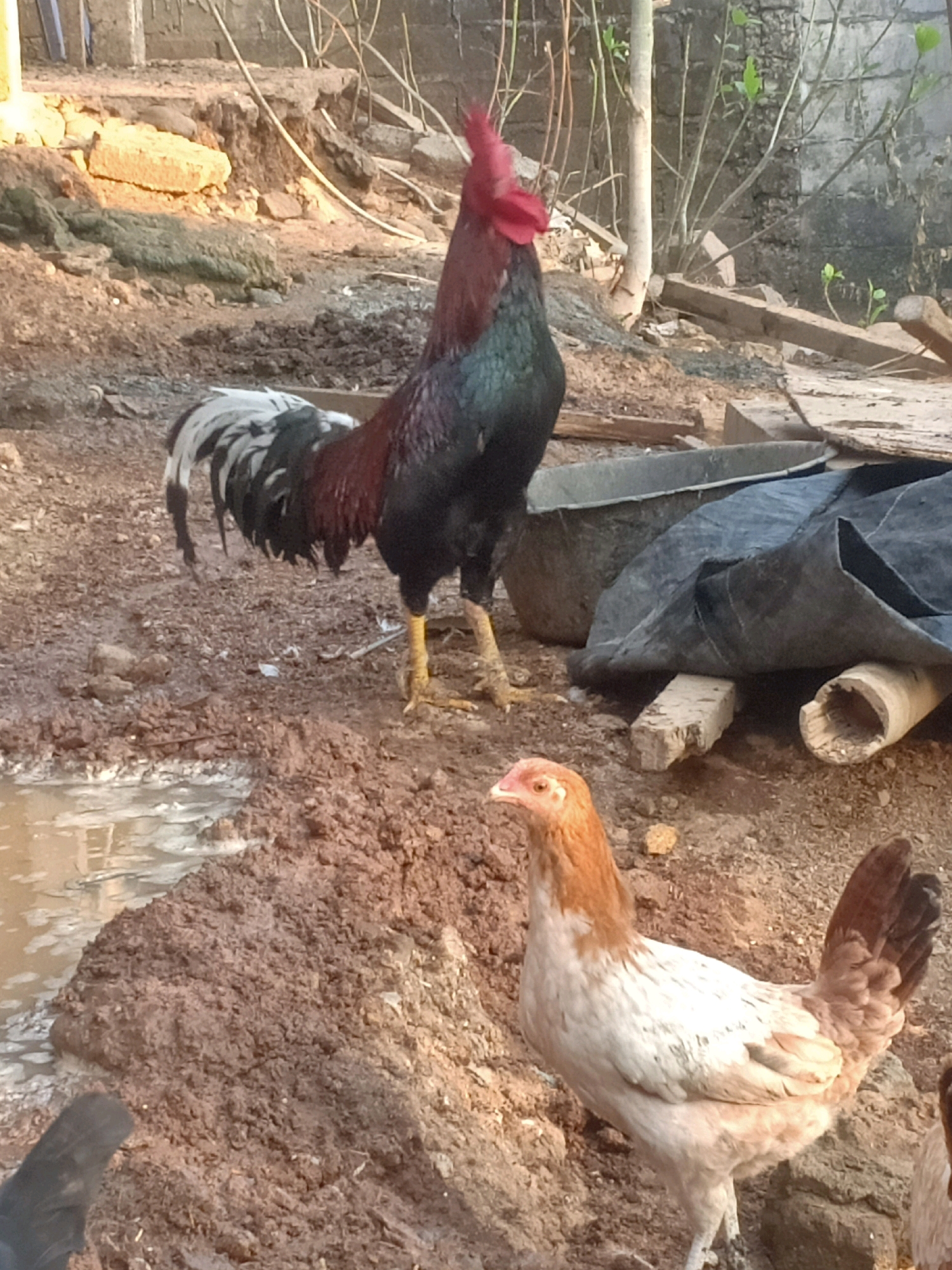 In a muddy, outdoor area in Tasikhargo, Indonesia, a rooster stands tall with its dark iridescent feathers and bright red comb. In the foreground, a lighter-colored hen faces left, its brown and white plumage visible. Scattered debris and a black tarp suggest a rustic, possibly agricultural setting. The ground is uneven, with patches of dry earth and a muddy puddle reflecting the sky.