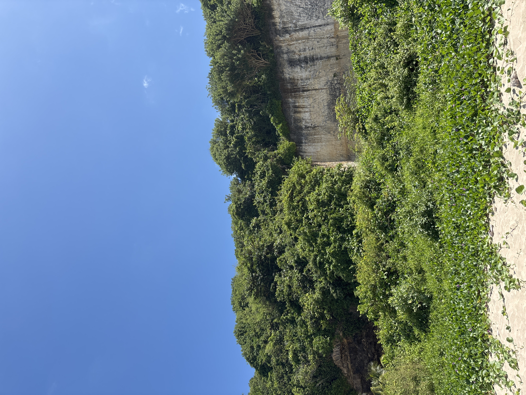 The image shows a cliff face in Kutuh, Indonesia, heavily vegetated with trees and vines. The cliff appears to be composed of sedimentary rock. The sky is a clear blue. Vegetation covers the top and front of the cliff. There is sand visible at the bottom of the frame.