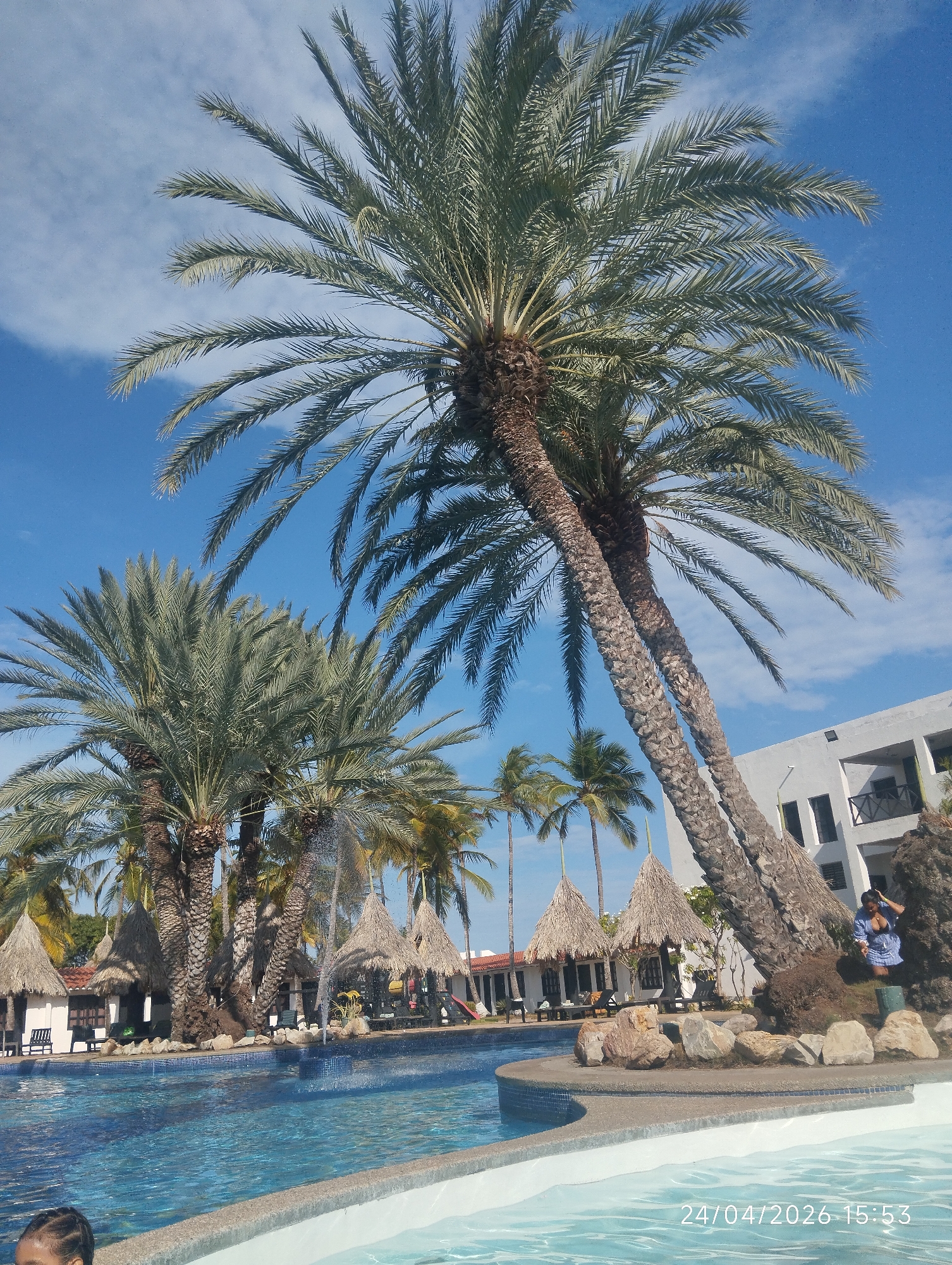 This image presents a serene tropical resort scene centered around a large, sparkling blue swimming pool. Numerous tall palm trees, some dramatically leaning, dominate the frame, their fronds stretching across a bright blue sky dotted with wispy white clouds.
In the bottom left, the top of a person's head, possibly a child with braided hair, is visible just above the water level of the pool. The pool itself is tiled with various shades of blue and features a small fountain creating splashes near a cluster of palm trees in the mid-ground. Surrounding the pool are several quaint huts with distinctive thatched roofs, providing shaded areas for relaxation.
Behind these huts, more palm trees and parts of a white building with reddish roofs can be seen. To the right, a multi-story white hotel building with dark windows and balconies stands, further establishing the resort setting. At the base of two large, leaning palm trees on the right side of the pool, a woman wearing a blue and white patterned outfit is situated on a rocky, landscaped area. She appears to be looking downwards or adjusting something. Large natural rocks are placed along the pool's edge in this section, enhancing the natural aesthetic.
The scene conveys a sense of leisure and warm weather, characteristic of a vacation destination. The clear sky and bright light suggest it is daytime, confirmed by the visible timestamp "24/04/2026 15:53" in the bottom right corner, indicating the photo was taken in the late afternoon.