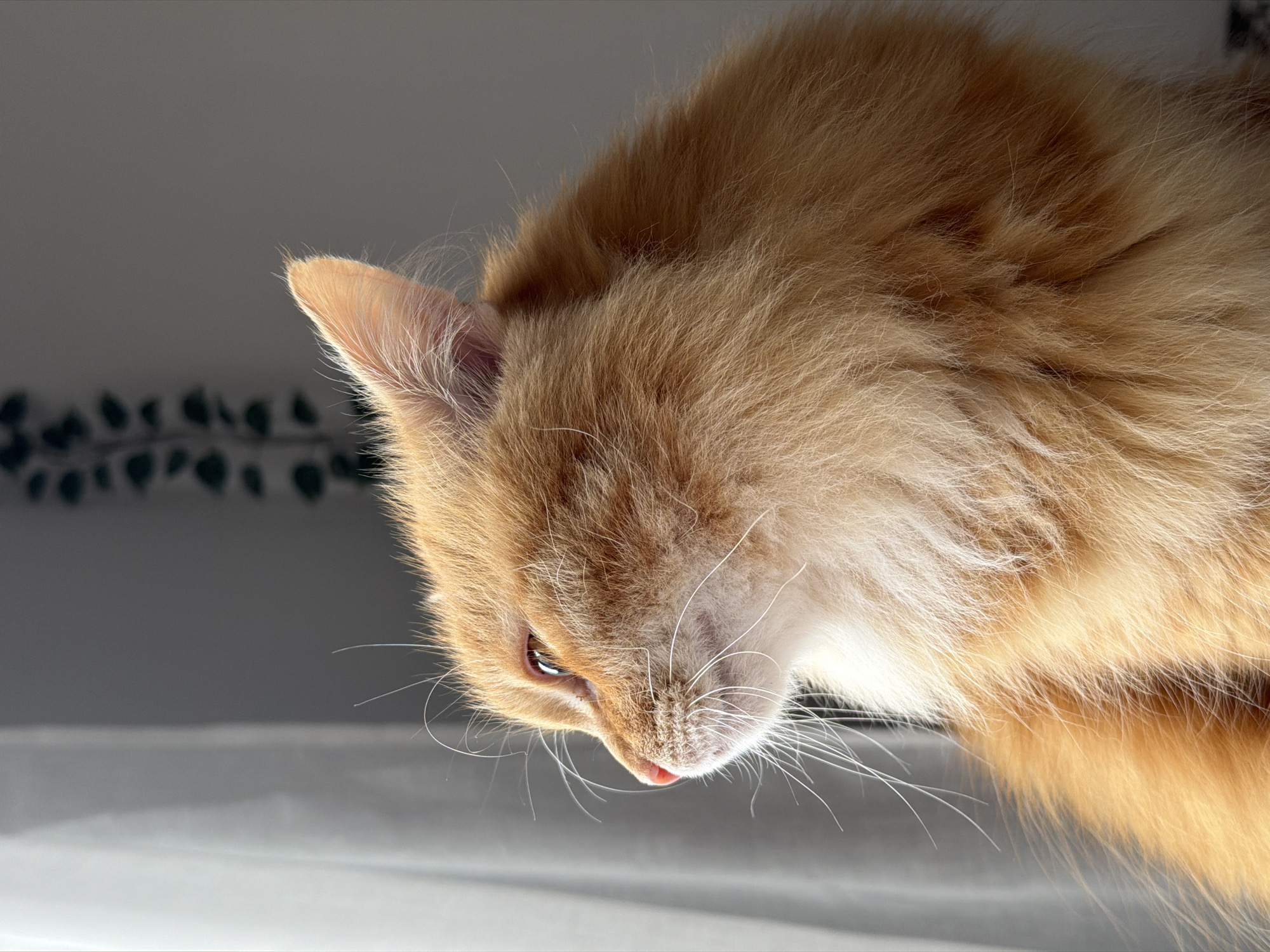 A close-up shot of an orange tabby cat's head, angled downwards. The cat's right ear is prominently visible, as are its eye, nose, and whiskers. A small portion of its tongue is slightly visible. The background appears to be a blurred white or light grey surface with a pattern of dark green shapes partially visible in the top left. There is no indication of the city of Belgrade, Serbia, or any other location.