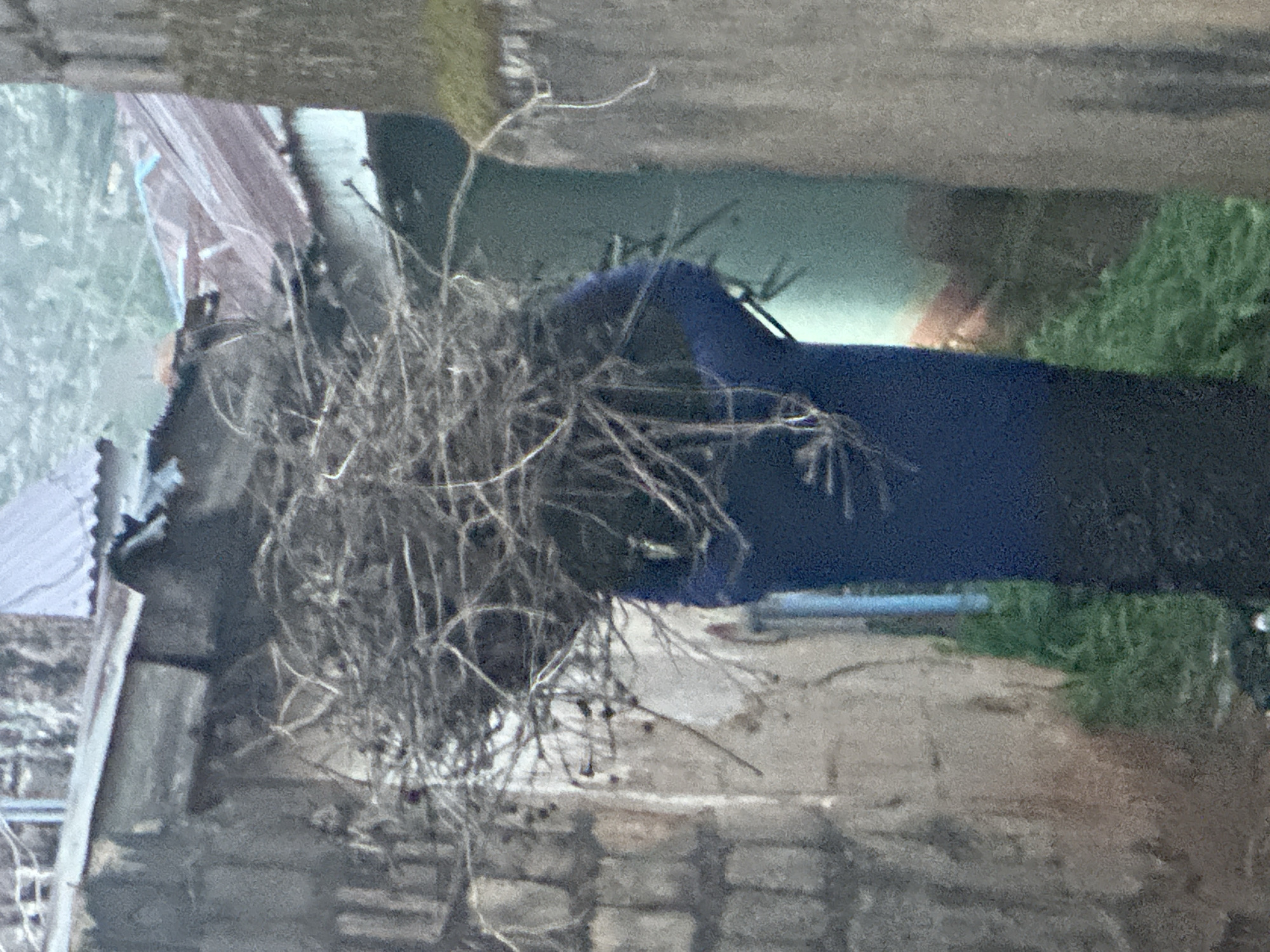 The image shows a close-up view of a bird's nest constructed from dry grass and twigs. The nest is placed within a blue, fabric-like material, possibly a tarp or a bag, which is partially visible. The background is blurred, but suggests an outdoor setting with hints of green foliage, brickwork, and corrugated metal sheeting. There are no people or visible activities taking place. The lighting suggests it is daytime, but the weather is indeterminate. The image is cropped and the orientation is such that the scene appears sideways. No text is visible. The overall impression is one of a hastily constructed nest in an improvised location, possibly in an area with some industrial or informal structures, given the corrugated metal. The Gura Top, Nigeria location context implies a possibly rural or semi-urban environment.