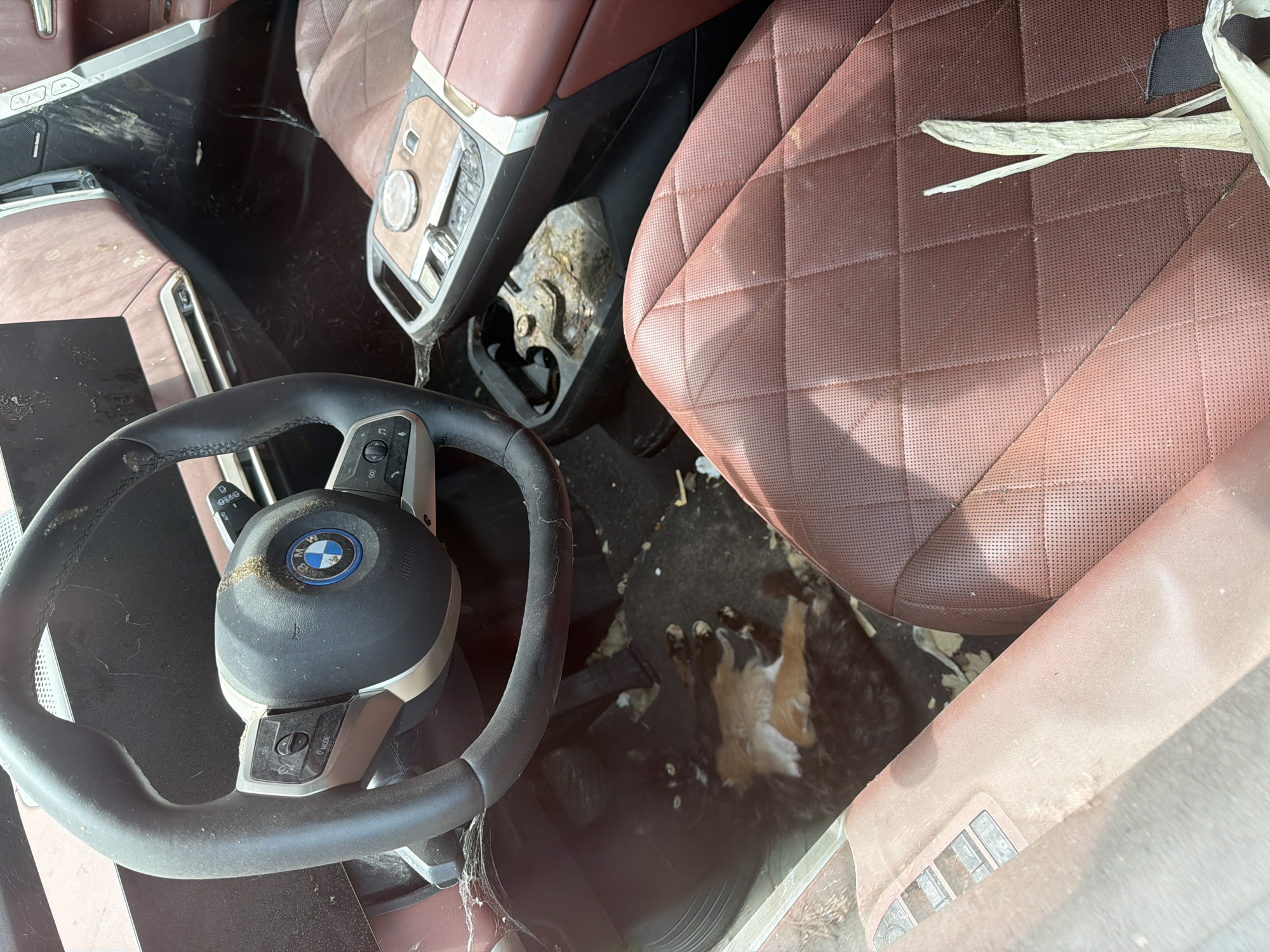The interior of a neglected BMW is heavily soiled with dirt, dust, debris, and cobwebs. A brown leather seat shows signs of wear, while a steering wheel with a BMW logo is centrally positioned. Litter and a dead rodent lie on the floor. No information suggests it is in Burgas, Bulgaria. No people are visible.