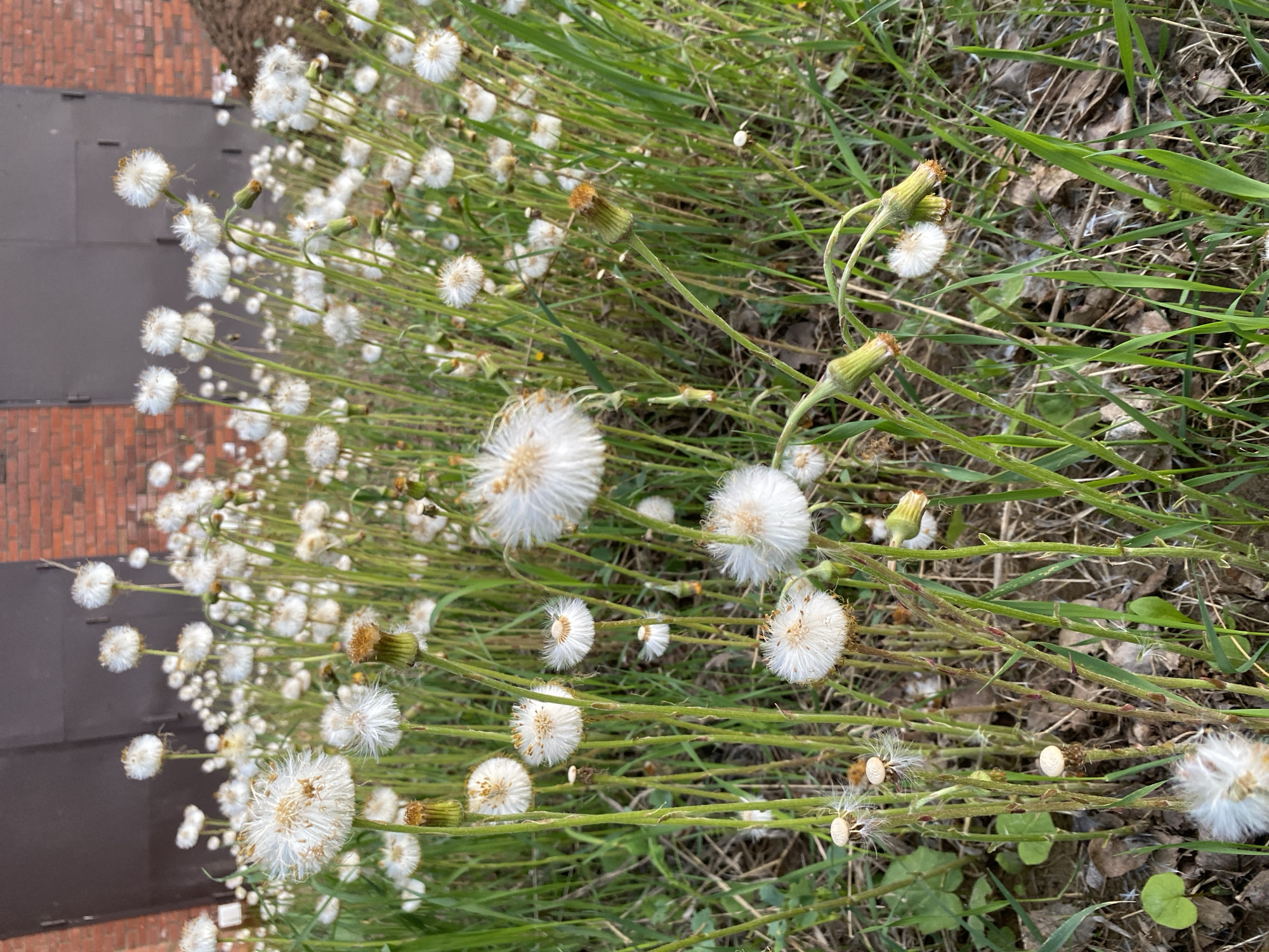 The image shows a dense patch of white, fluffy seed heads of what appears to be dandelion-like plants. The plants are growing amidst green grass and some fallen leaves, possibly on a roadside or grassy area. In the background, the edge of a brick and dark-colored building is visible. The exact location in Votkinsk, Russia, cannot be determined from the image alone. There are no people present in the scene. The subject is the cluster of plants with their seed heads, likely photographed during a time when they are releasing seeds into the wind.