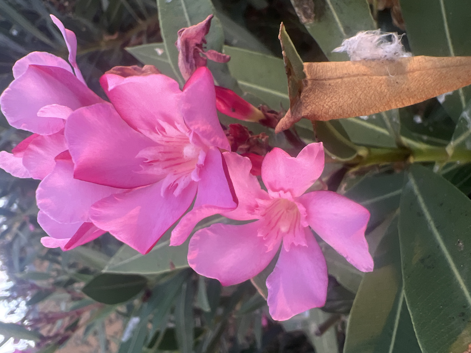 This is a close-up, vertical shot of several bright pink oleander flowers in bloom, set against a backdrop of dark green foliage and a blurred sky. The flowers are in various stages of opening, with delicate petals and visible stamens. One of the flowers at the bottom of the frame is fully open, revealing its intricate center. To the right of the flowers, a dried, brown leaf is visible, with a small clump of white, fluffy material adhering to it. The image appears to have been taken outdoors in natural light. The general location is Or Akiva, Israel, a city known for its oleander growth, particularly along its roadsides and in its parks.