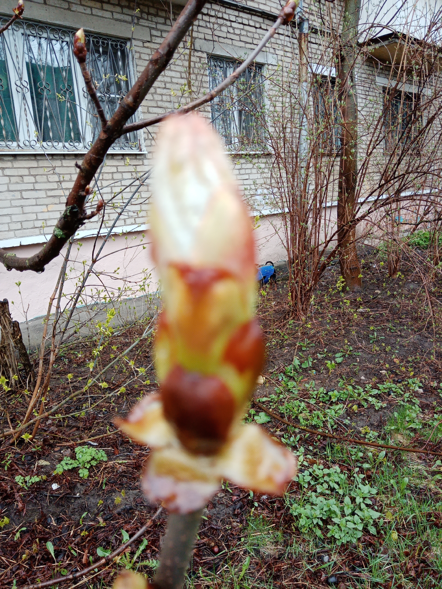 The image shows a close-up of a horse chestnut bud in spring. The bud is covered in sticky resin, with some scales already opening to reveal the emerging leaves. The background is blurry but shows a typical urban landscape. There are trees and bushes, as well as a brick building with barred windows. The ground is covered in leaf litter and some patches of grass. The image was most likely taken in Elektrostal, Russia.