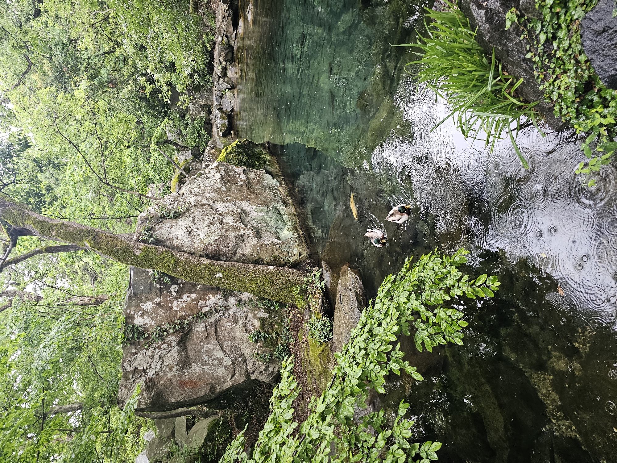 The image depicts a clear, narrow body of water surrounded by lush greenery and rocky formations. The water appears to be a stream or pond, with two ducks and a single fish swimming within it. Rain is falling, creating concentric circles on the water's surface. Moss covers parts of the rocks and a tree trunk, indicating a damp environment. Various plants and trees line the banks of the water, adding to the scene's natural beauty. The image suggests a location in a natural setting, possibly a park or garden. The geographic location, Алупкинский городской совет, Ukraine, suggests a location within that municipal district, which is known for its landscapes and historical sites.