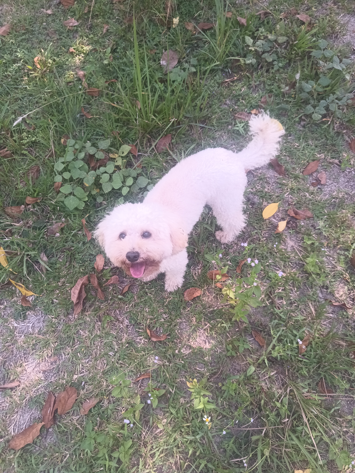 A small, fluffy white dog is the central subject of this outdoor photograph, set in Baan Thong Nang, Thailand. The dog is standing on a patch of mixed grass, dirt, and fallen leaves, looking up towards the camera with an open mouth and slightly extended tongue, conveying a happy and engaged expression. Its white fur appears thick and well-groomed, and its tail is curled upwards over its back.
The ground around the dog is a tapestry of various green grasses and small plants, interspersed with areas of exposed light-colored earth. Numerous dry, brown, and some yellow fallen leaves are scattered across the ground, indicating a natural, unmanicured environment. Small white and light purple flowers can be seen among the greenery in the foreground and background. The lighting suggests it is daytime, with bright, natural illumination on the scene. There is no visible text.
