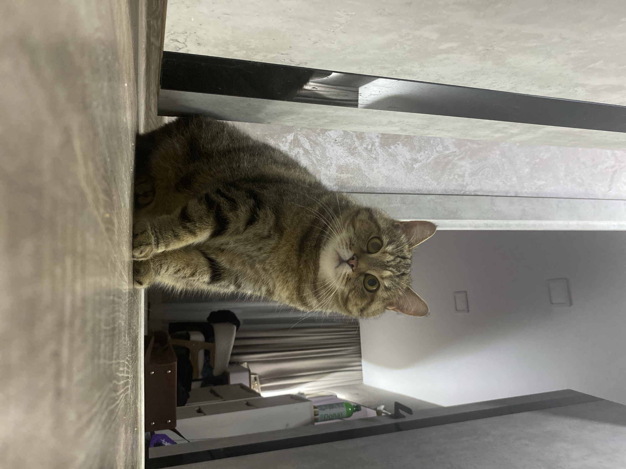 This image depicts the interior of a room, likely within a dwelling, located in the city of Unknown, Unknown. The primary subject is a domestic short-haired tabby cat, characterized by brown and black striped fur and alert yellow-green eyes, positioned centrally and looking directly at the viewer. The cat is in a sitting posture on a light-colored wooden or laminate floor, with its front paws tucked in.
The perspective is low, seemingly at or below the cat's eye level. In the foreground, the floor exhibits visible wood grain patterns. To the left of the cat, a light-colored wall with subtle texture is visible, alongside a prominent dark, reflective vertical panel or trim. Reflections within this dark panel show obscured interior details, including what appears to be curtains.
In the background, behind and to the right of the cat, the room extends further. A beige or light grey curtain hangs, indicating a window. Partially visible furniture includes a chair with a light-colored cushion and a dark wooden frame, and a chest of drawers or cabinet with white or light-colored fronts. On top of this furniture, a green bottle labeled "DONAT" is clearly visible. A brown bag or purse with metallic studs rests on the floor in the deeper background. The ceiling, visible in the upper portion of the frame, is light-colored and features at least two recessed rectangular light fixtures. The room is illuminated by artificial light, casting soft shadows. No human presence is observed.