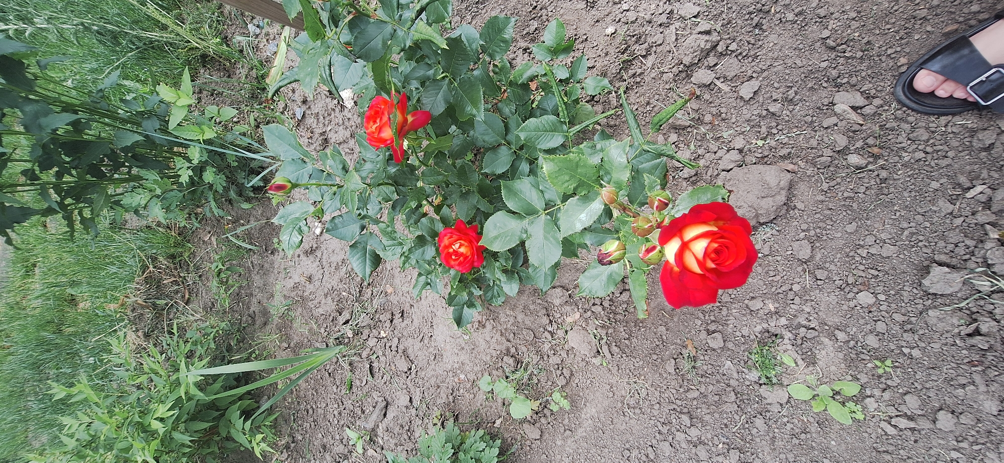 The image shows a rose bush with several red and yellow roses and buds in an outdoor setting. The ground is dry and rocky, with some patches of grass and weeds. In the upper right corner, a black sandal with a buckle is visible, suggesting the presence of a person. The scene appears to be in a garden or yard. The lighting suggests it is daytime, and the weather seems to be fair. The location context provided is Bila Tserkva, Ukraine. There is no visible text in the image.