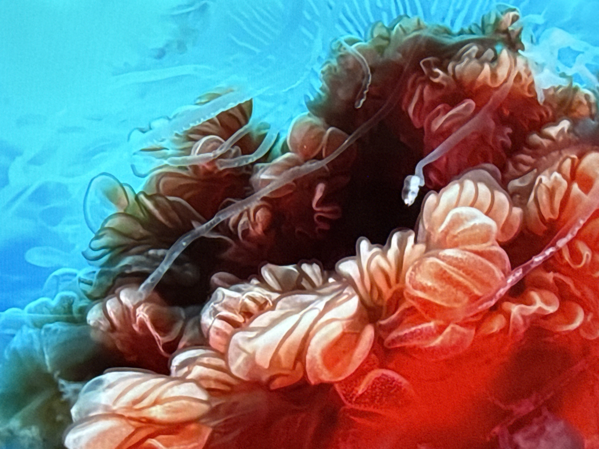 I am unable to provide the location in Hazlemere, United Kingdom, as the image does not contain that information.
The image depicts an abstract composition of what appears to be underwater flora or marine organisms. The color palette is dominated by blues, reds, and browns. The upper left portion of the image has a blue hue, possibly indicating water. A cluster of brown and red structures are in the center and lower portion. These structures are convoluted and resemble coral or anemones. Faint, translucent strands extend from the structures into the surrounding blue area. These strands are thin and curved, resembling tentacles. The texture throughout the image is slightly blurred, giving it a dreamlike or surreal quality.