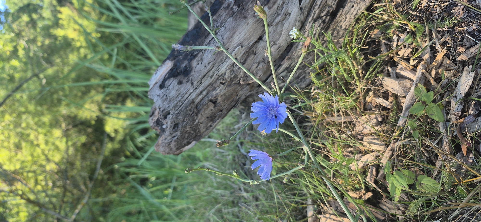 In Ivancea, Moldova, two bright blue chicory flowers are in bloom, positioned in the foreground on the left side of the image. One flower is slightly behind and to the left of the other, with both facing forward and upward. A weathered, grey piece of driftwood, dark and textured, lies diagonally across the mid-ground to the right, serving as a backdrop for the flowers. The ground is covered with dry grass, mulch, and a few green leaves. In the background, lush green grass and blurred trees create a natural, outdoor setting. The lighting suggests it is daytime, with sunlight filtering through the foliage.