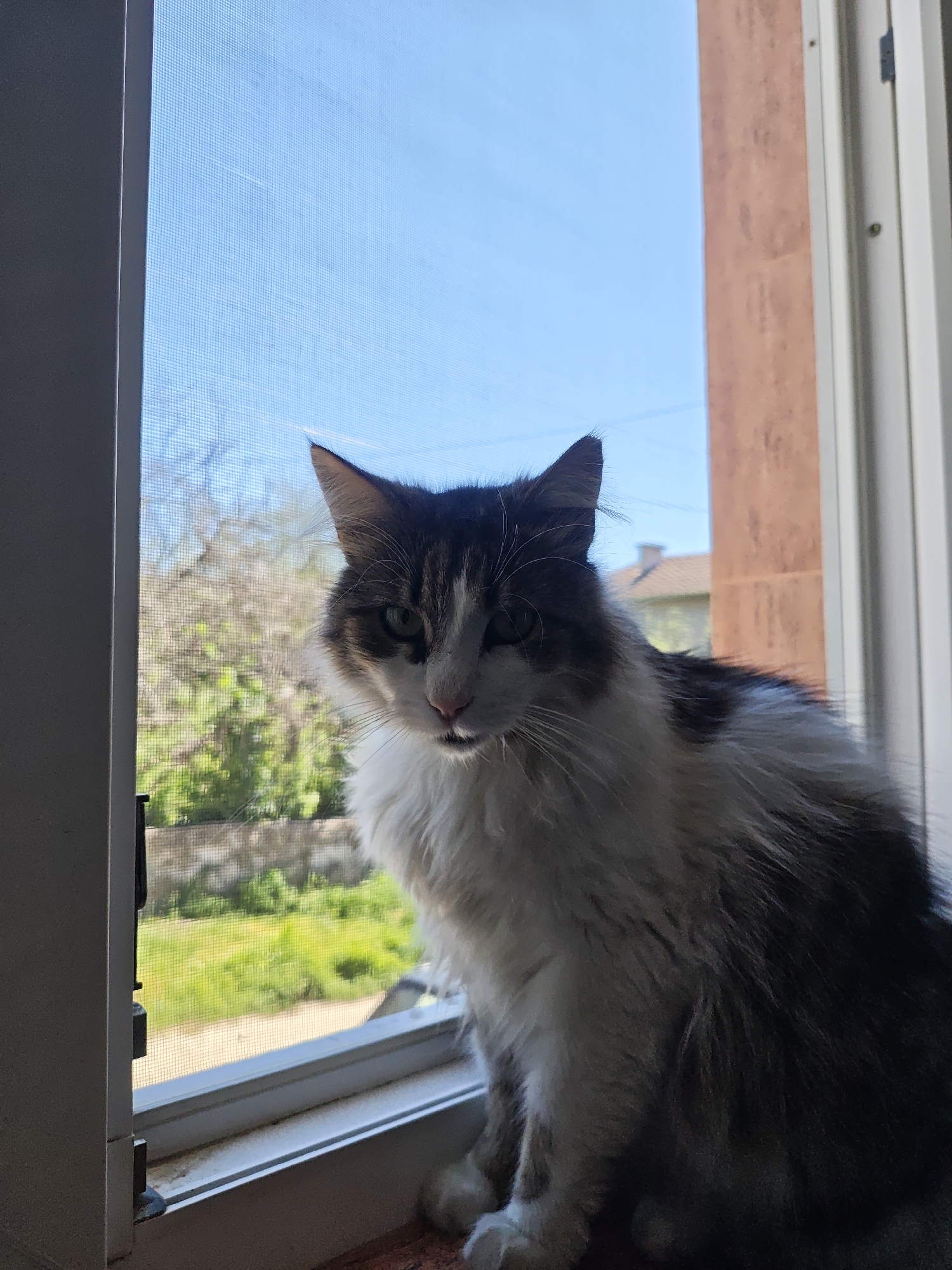 A fluffy, long-haired cat with white, black, and brown markings is sitting on a windowsill indoors. The cat is looking at the camera with green eyes. Outside the window, there is a blurred view of trees, green grass, and a blue sky. A house with a red roof is visible in the distance. The window has a screen and white frames. A reddish-brown wall is partially visible on the right side of the window. The location appears to be residential in Unknown, Unknown.