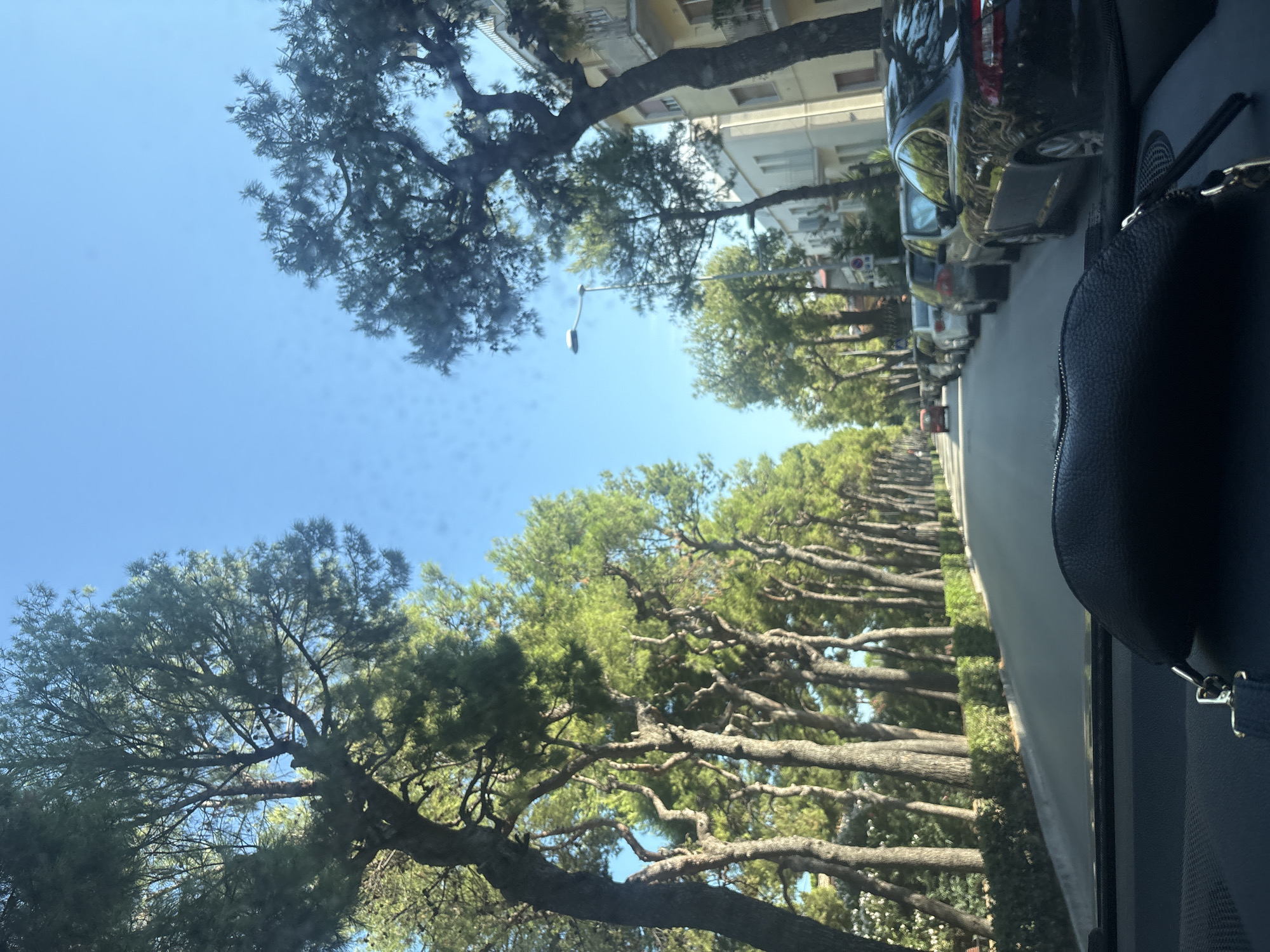 The image is a first-person perspective from inside a car, looking out through the windshield. The car is driving down a tree-lined street in Porto San Giorgio, Italy. On the left side of the street, a dense row of tall pine trees with dark trunks and lush green foliage creates a canopy over the road. On the right side of the street, several cars are parked along the curb, and apartment buildings with balconies are visible behind the trees. The street itself is paved and appears to be in good condition. The sky is a clear, bright blue. In the foreground, a black purse is visible on the dashboard of the car. The overall scene suggests a sunny day in a residential area.