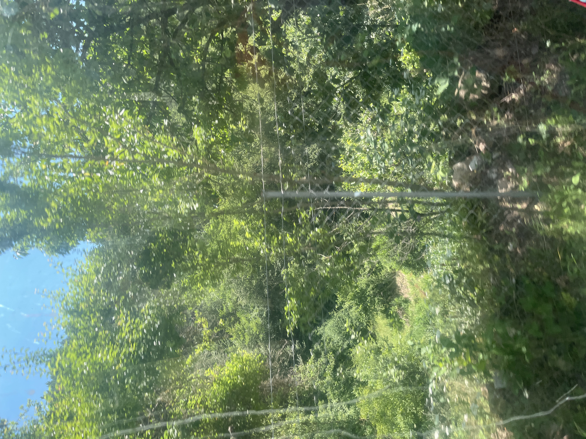 The image depicts a verdant, sun-dappled outdoor scene, likely taken on a bright day. The primary subjects are dense green foliage and trees, suggesting a natural or semi-natural environment. A chain-link fence runs horizontally across the frame, partially obscuring the view of the background and creating a layered effect. The fence is made of metal with diamond-shaped openings, and some horizontal wires are also visible.

Beyond the fence, the landscape is characterized by a profusion of green leaves and branches, with sunlight filtering through, creating highlights and shadows. The overall impression is one of lushness and growth. There appears to be a path or trail winding through the greenery in the background, indicating a potentially accessible area within the wooded setting. The ground is covered with vegetation and some darker patches that could be soil or shade.

The time of day appears to be daytime, judging by the bright sunlight and the clear blue sky visible in some portions of the image, particularly in the upper left quadrant. The weather seems to be fair and sunny. There are no people or specific objects other than the natural elements and the fence. The scene evokes a sense of peacefulness and natural beauty. No text is visible in the image. Given the location context provided, this scene likely represents a natural landscape or a wooded area in or around Nedelino, Bulgaria.