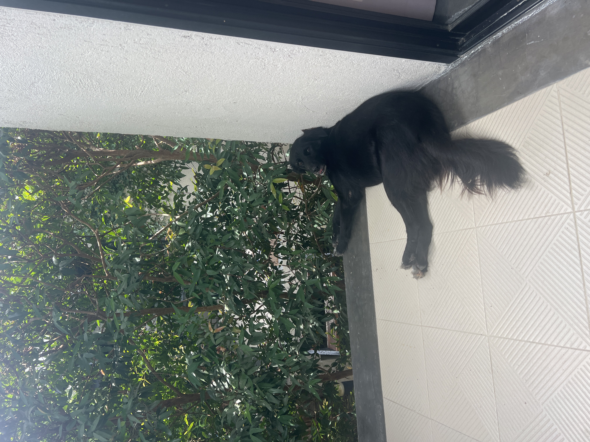 A black dog is partially visible on a tiled outdoor surface in บ้านบางรักษ์, Thailand. The dog, facing left, appears to be leaning over the edge. A dense tree with green leaves fills the left portion of the frame. Above, a section of white wall and a dark window frame are visible. The tiled surface is patterned and appears to be under natural sunlight.