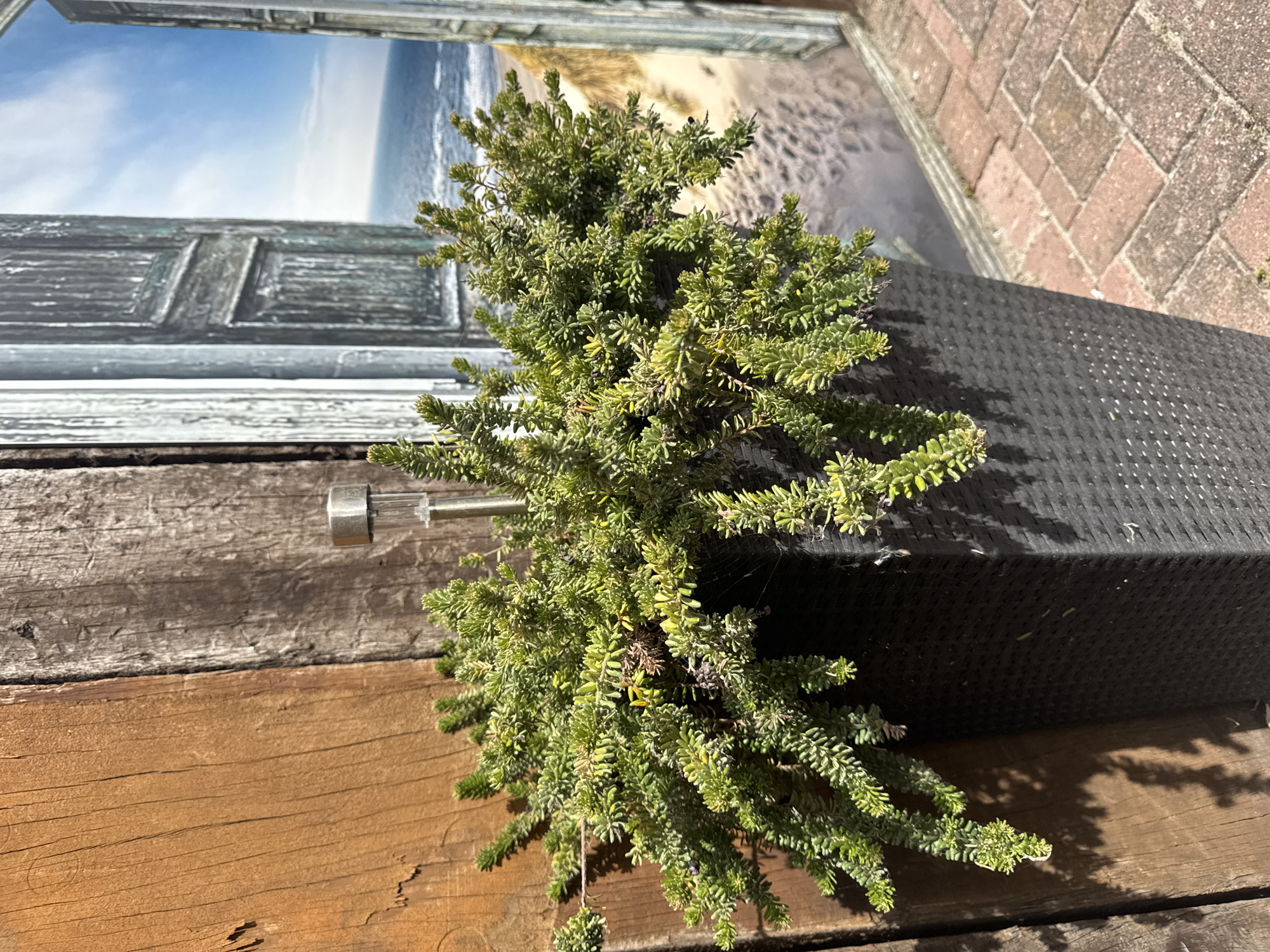 A close-up, eye-level, vertical shot captures a dense, green shrub overflowing from a tall, black, woven planter. The planter sits next to a weathered wooden fence, with one section a warm, reddish-brown and the other a grayish-brown. A silver solar light with a clear cylindrical top is partially visible, emerging from the center of the planter. In the background, a large framed image or mural depicts an open, rustic window with a view of a sandy beach meeting a calm sea under a bright blue sky with scattered clouds. The ground in the foreground is paved with red brick pavers laid in a herringbone pattern. The overall lighting suggests a sunny day. The location is the city of Petten, Netherlands, specifically on the north side of the former radar station, which was known for its dunes and sea views, and now serves as a research facility and public space.