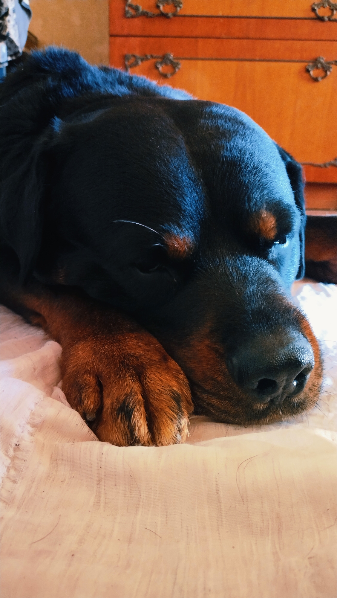 A Rottweiler dog is sleeping on a white, textured surface, possibly a bed or couch. Its head is resting on its paws. The dog has black fur with brown markings on its face and legs. In the background, a wooden dresser with ornate handles is visible. The lighting suggests an indoor environment, possibly a home in Horishni Plavni, Ukraine.