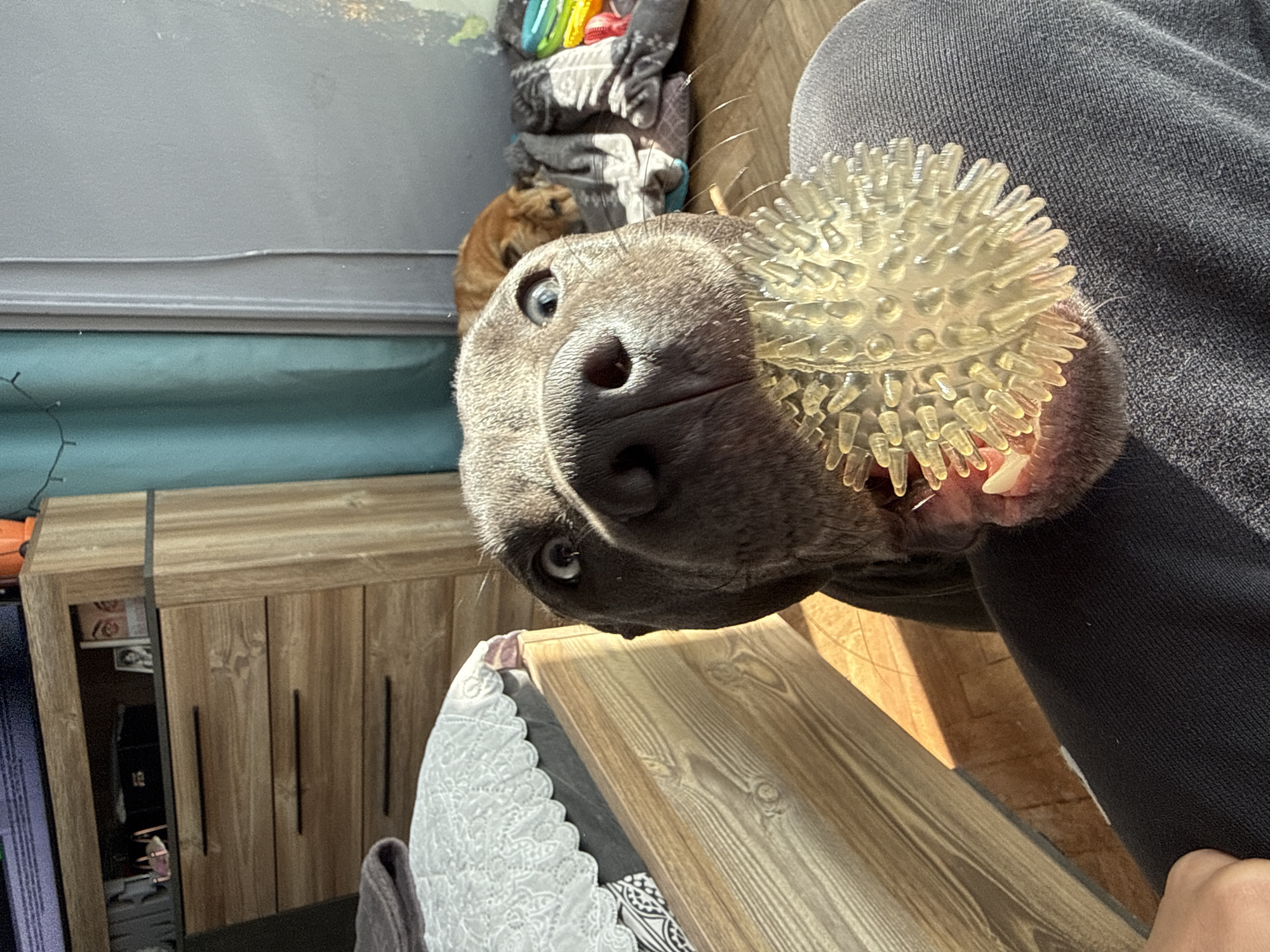 The image, captured from a slightly tilted perspective, focuses on a close-up of a grey dog holding a clear, spiky rubber ball toy in its mouth. The dog’s dark nose and one bright eye are prominent in the foreground as it looks directly towards the camera with a curious and playful expression. The toy is lodged between its jaws, showcasing its white teeth.
The dog is positioned close to a person, with a dark grey, presumably sweatpants-clad leg visible to the right of the dog's head. In the background, behind the grey dog, a second light brown dog is partially visible, peeking out from behind some soft furnishings or blankets, suggesting another pet is present in the scene.
The setting appears to be indoors, brightly lit by natural daylight, suggesting it is daytime. Elements of the room include a teal-colored lower wall or surface, light wooden furniture (a cabinet with dark handles visible on the left), and a wooden floor. A patterned fabric or cushion is also visible in the lower left foreground. The overall impression is a cozy, domestic environment where pets are actively engaged. There is no discernible text in the image.