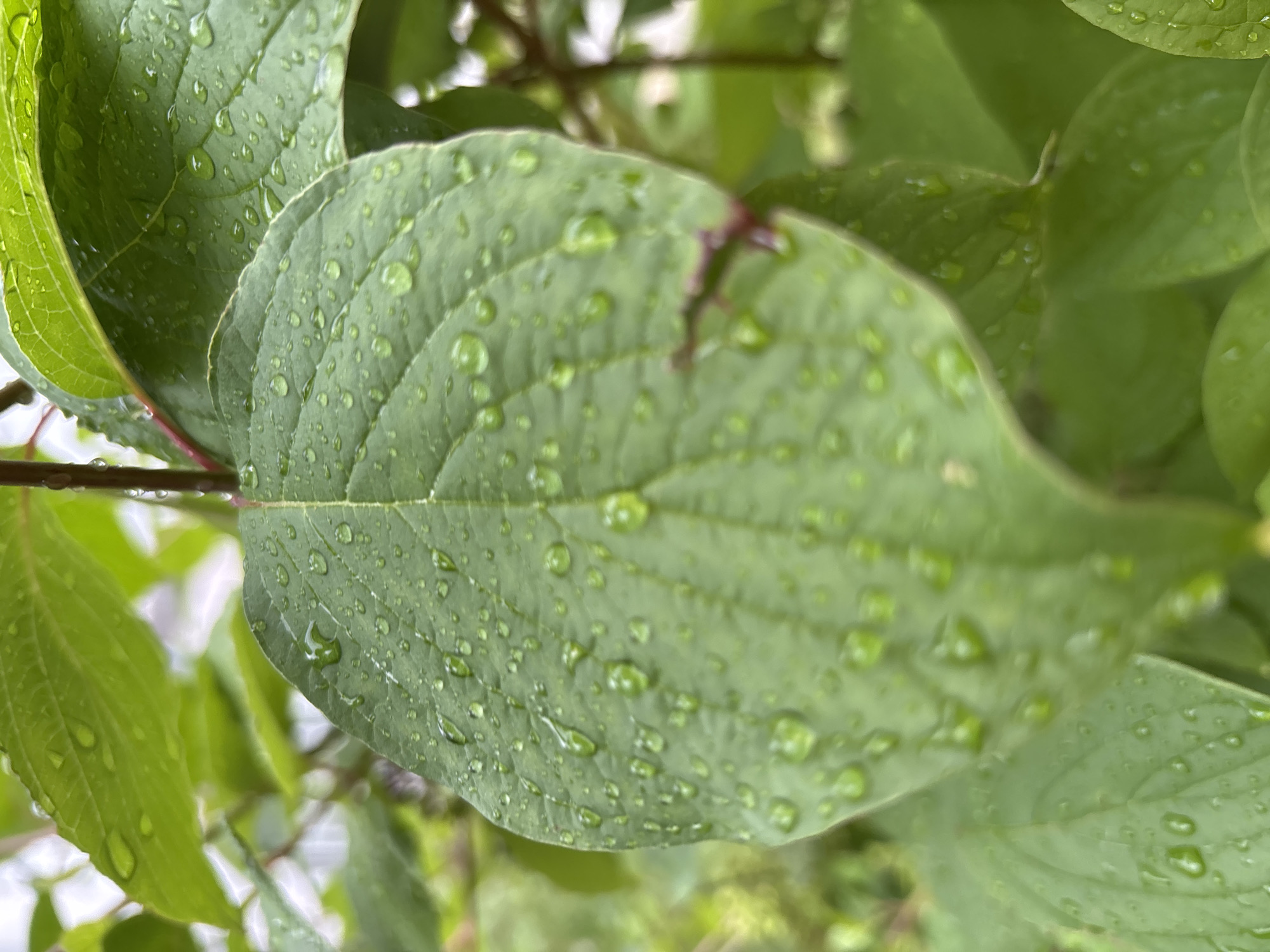 The image shows a close-up of several green leaves, some of which are covered in water droplets. The leaves appear to be from a plant that is outdoors. The background is blurred and consists of more green foliage and what appears to be the corner of a building. There are no people or animals visible in the image. The scene suggests a natural environment, possibly a garden or park, experiencing recent rainfall. The lighting indicates it is daytime. There is no specific information about Blagoveshchensk, Russia, in the image itself.