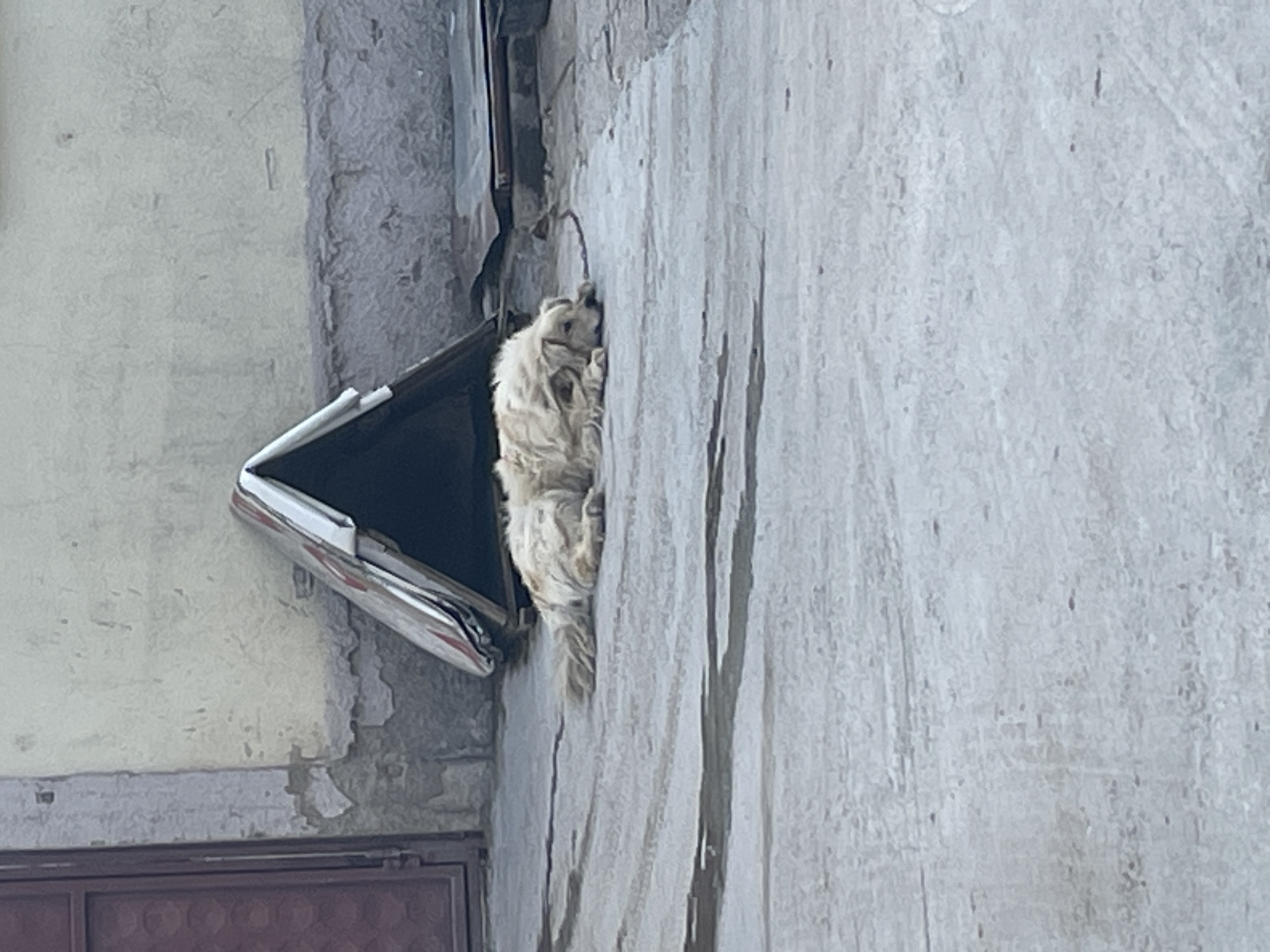 A shaggy, light-colored dog is depicted interacting with an angular opening in a textured, light grey wall. The dog, which appears to be a small to medium breed with matted or unkempt fur, has its head partially inside a dark, triangular opening, suggesting it is either peeking out or attempting to enter. Its front paws are resting on the shiny, possibly metallic, lower edge of this opening. The dog's body is pressed against the weathered wall, which shows signs of dirt and streaking. To the bottom left of the frame, a segment of a dark brown gate or door is visible against a slightly darker, peeling section of the wall. The lighting is diffused, indicative of daytime, possibly overcast conditions. The scene suggests an urban or semi-urban setting in Ihtiman, Bulgaria. No text is visible in the image.