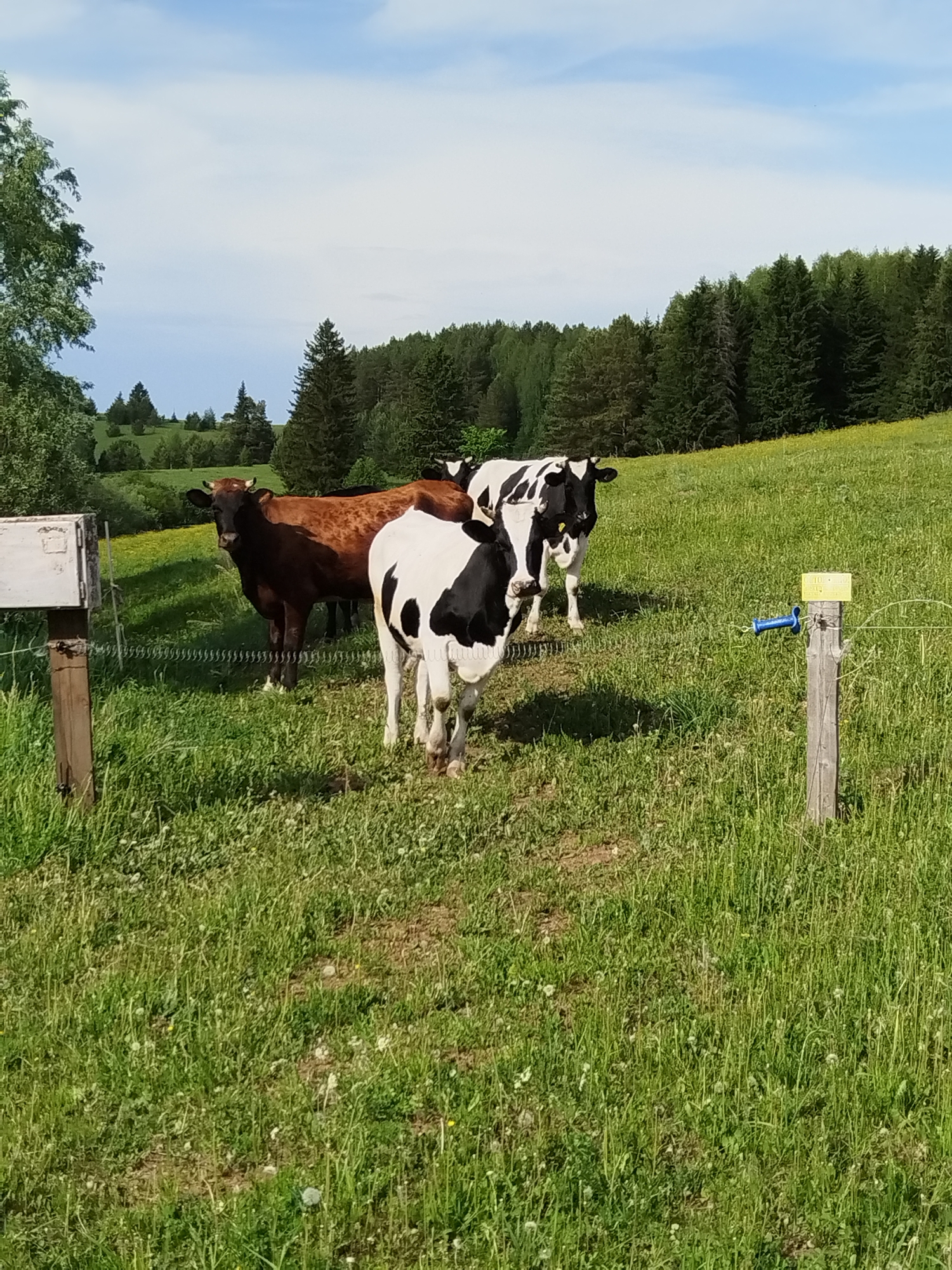 The image depicts a rural scene with three cows in a grassy field. Two of the cows are black and white, while the third is brown. A wooden fence post is visible on the right side of the frame. In the background, there is a dense forest and rolling hills. The sky is partly cloudy, suggesting it is daytime. The cows appear to be grazing or resting in the field. There is no indication that this image is connected to the city of Чумна, Russia.