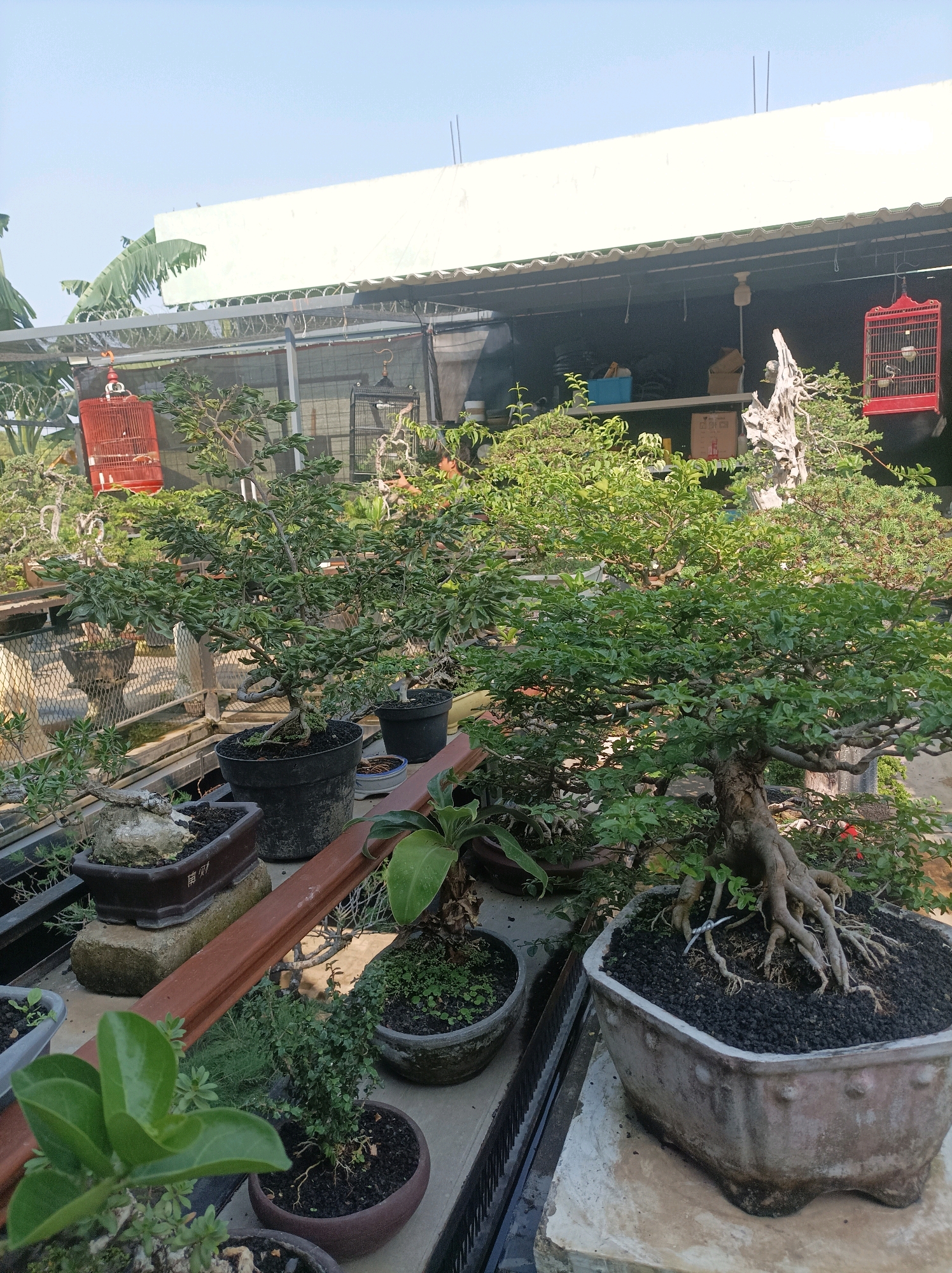 This image depicts an outdoor bonsai nursery, likely situated in a residential or commercial area of South Tangerang, Indonesia. The scene is dominated by various bonsai trees in pots, arranged on tiered shelving and tables. The foreground features several mature bonsai with intricately styled branches and exposed root systems. One particularly prominent bonsai in a weathered, hexagonal pot showcases exposed, gnarled roots. In the background, more bonsai are visible, along with some banana trees and a slatted roof structure providing shade. Two red birdcages hang from the roof, one containing a small bird. The environment suggests a sunny day with a clear blue sky. The overall impression is one of a well-established collection of meticulously cared-for bonsai plants.