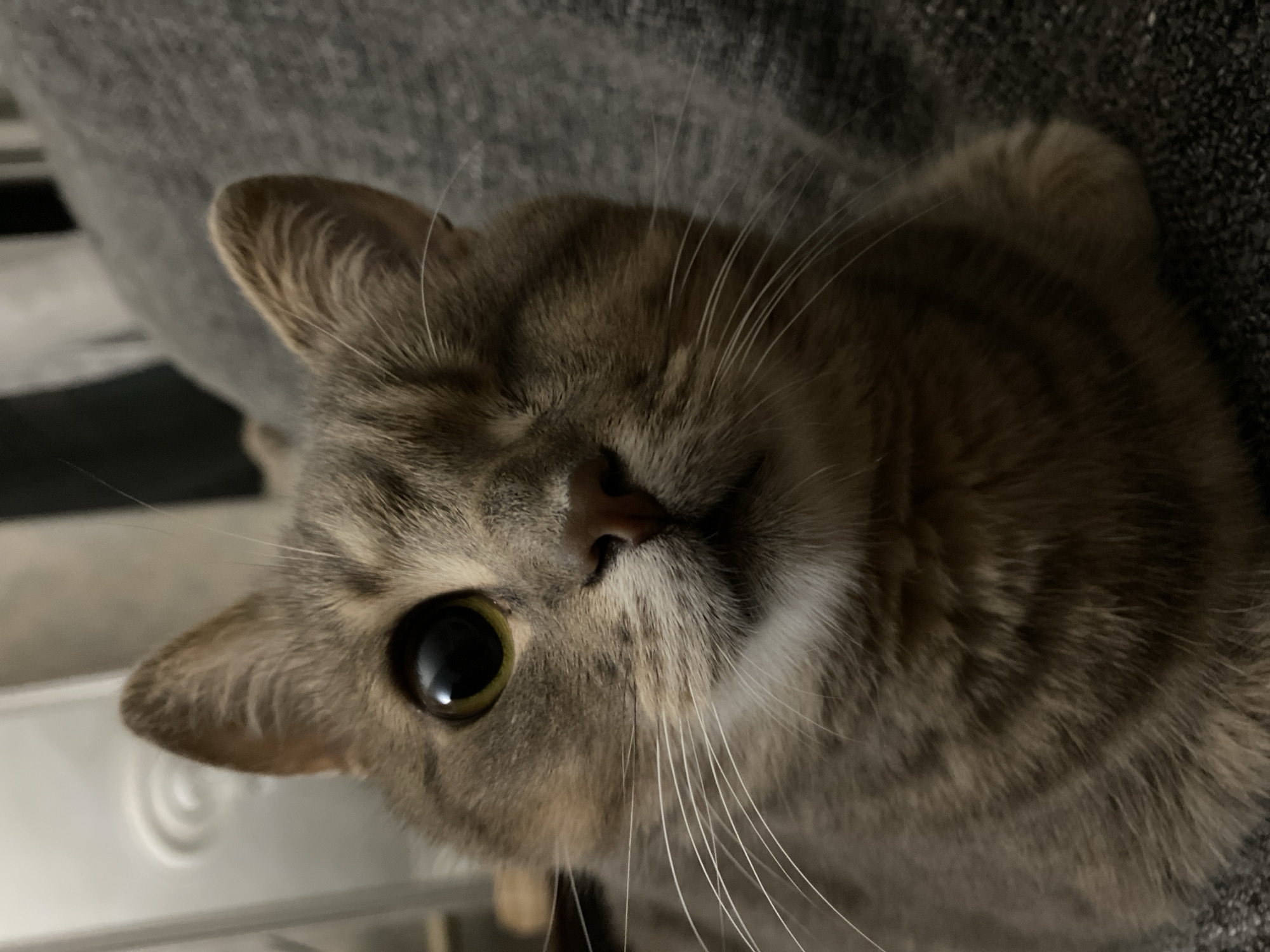 A close-up, head-on shot captures a tabby cat's face, with its left eye fully open and its right eye closed, giving the impression of a wink. The cat's fur is a mix of grays and browns, with distinct tabby markings. Its whiskers are long and white, fanning out from its muzzle. The background is blurred, suggesting a soft, possibly upholstered surface in a dim indoor setting. The cat's gaze is directed forward, toward the viewer. The image is cropped tightly to focus on the cat's facial features.