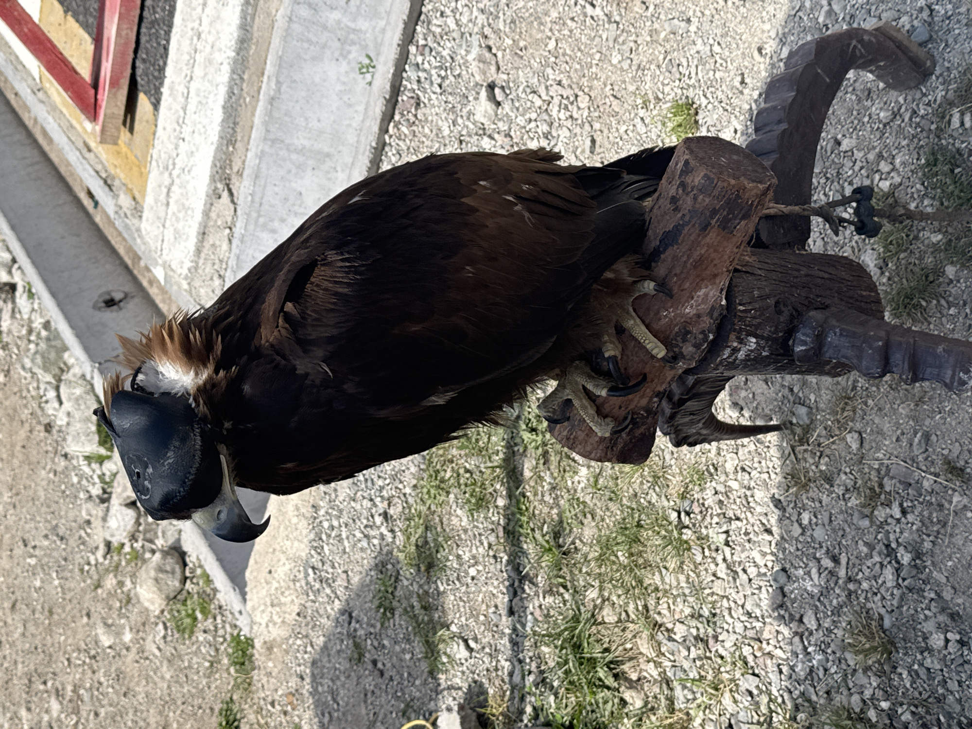 A close-up, eye-level outdoor shot captures a bird of prey, likely a golden eagle, perched on a carved wooden stand in what appears to be a rural or open-air location, possibly a falconry demonstration or a tourist attraction. The bird is predominantly dark brown with lighter brown and tan markings on its head and neck, and its eyes are covered by a black leather hood, a common practice for training raptors. The bird's talons are visible gripping a rough, weathered wooden perch. The background is composed of gravel, sparse dry grass, and a concrete structure with yellow and red markings, suggesting an area with some man-made elements. The lighting indicates it is daytime, with shadows cast on the ground. The scene is static, with no apparent action beyond the bird's presence. The location in Kyrgyzstan is not specified but the setting suggests an environment where such birds might be displayed or trained.