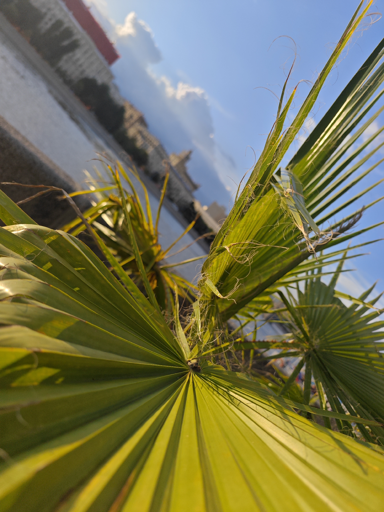 The image is a close-up, low-angle shot of a palm frond, blurred and distorted due to the camera's proximity and tilt. The frond is bright green and appears healthy, with thin, stringy fibers extending from its edges. Behind the frond, the background is out of focus but suggests an urban environment. A body of water, possibly a river or canal, is visible, reflecting the sky. In the distance, there are blurred buildings with a reddish-brown roofline, and a bridge structure can be vaguely discerned. The sky is a clear blue with a few wispy white clouds, illuminated by warm, possibly late afternoon, sunlight which casts a yellow-green hue on the palm frond. The overall impression is one of tropical foliage in an unexpected urban setting, given the context of Moscow, Russia, where such plants are not native and would likely require cultivation in a controlled environment or conservatory. The specific location within Moscow cannot be determined from the image alone, but the presence of a body of water and distinct architectural styles suggests a waterfront area with historical buildings.