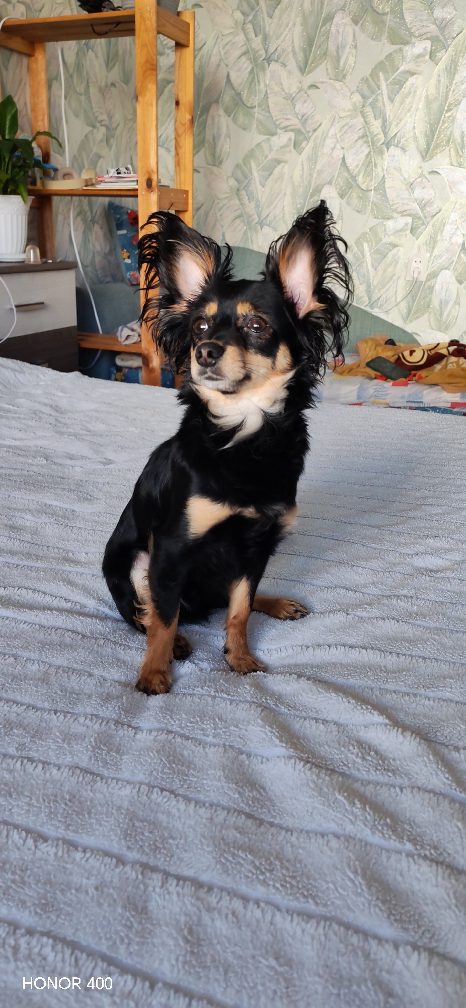 A black and tan Russian Toy Terrier sits on a light gray blanket. The dog is sitting upright and looking slightly to the left. The background includes a wall with a banana leaf pattern and a wooden shelf with various items on it. The city location, Noviy, Russia, cannot be confirmed solely from the image.