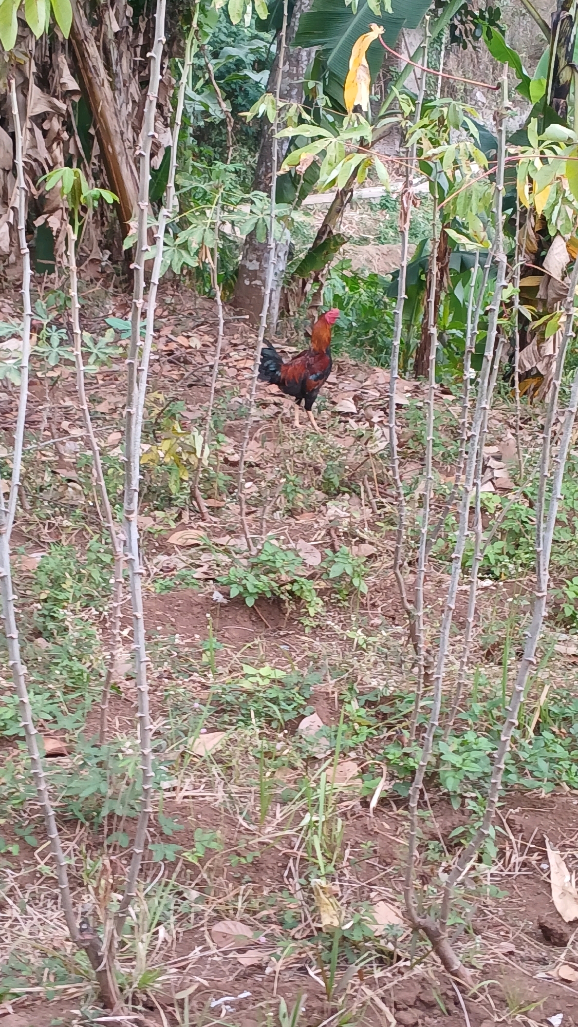 A rooster stands in the undergrowth of a rural area in Melatiwangi, Indonesia. The rooster, with its dark red and black feathers, is facing left. The surrounding environment is characterized by dry soil, scattered leaves, and thin, upright stalks of plants that are likely cassava. Green foliage and larger trees are visible in the background, suggesting a tropical or subtropical setting. The lighting indicates it is daytime, possibly with partial shade.